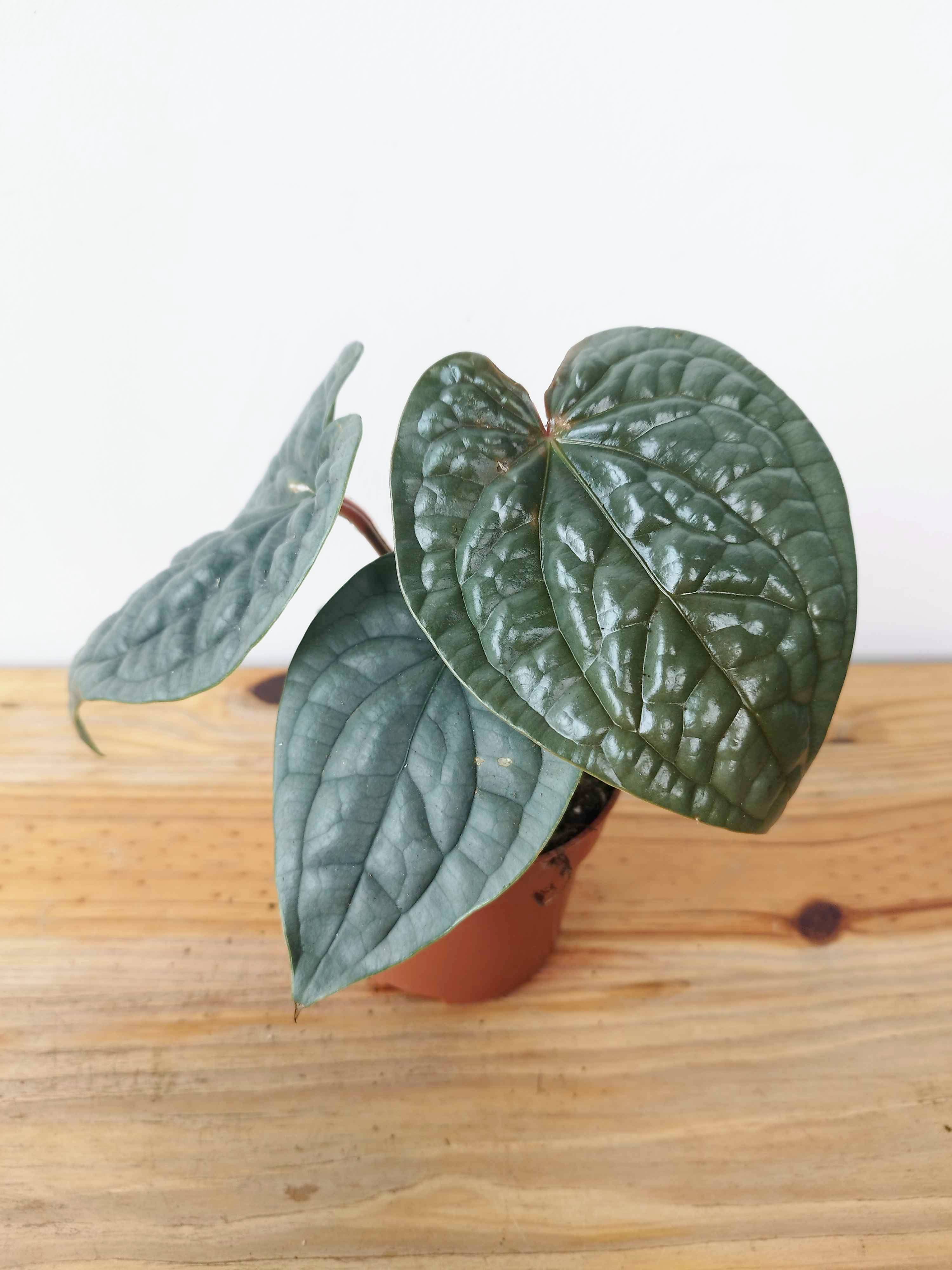 Anthurium luxurians- IMPARFAITE