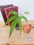 Anthurium pedatoradiatum