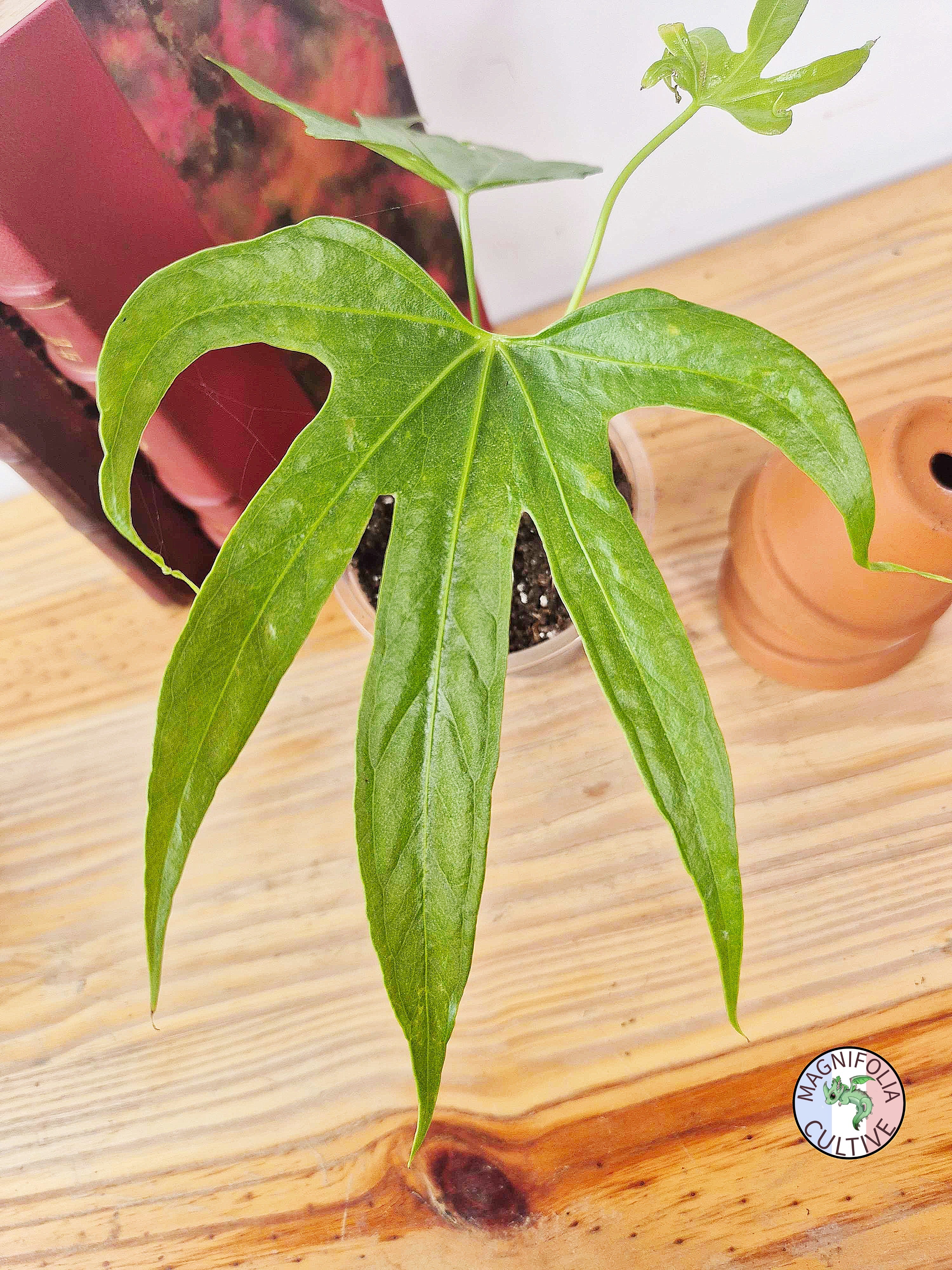 Anthurium pedatoradiatum