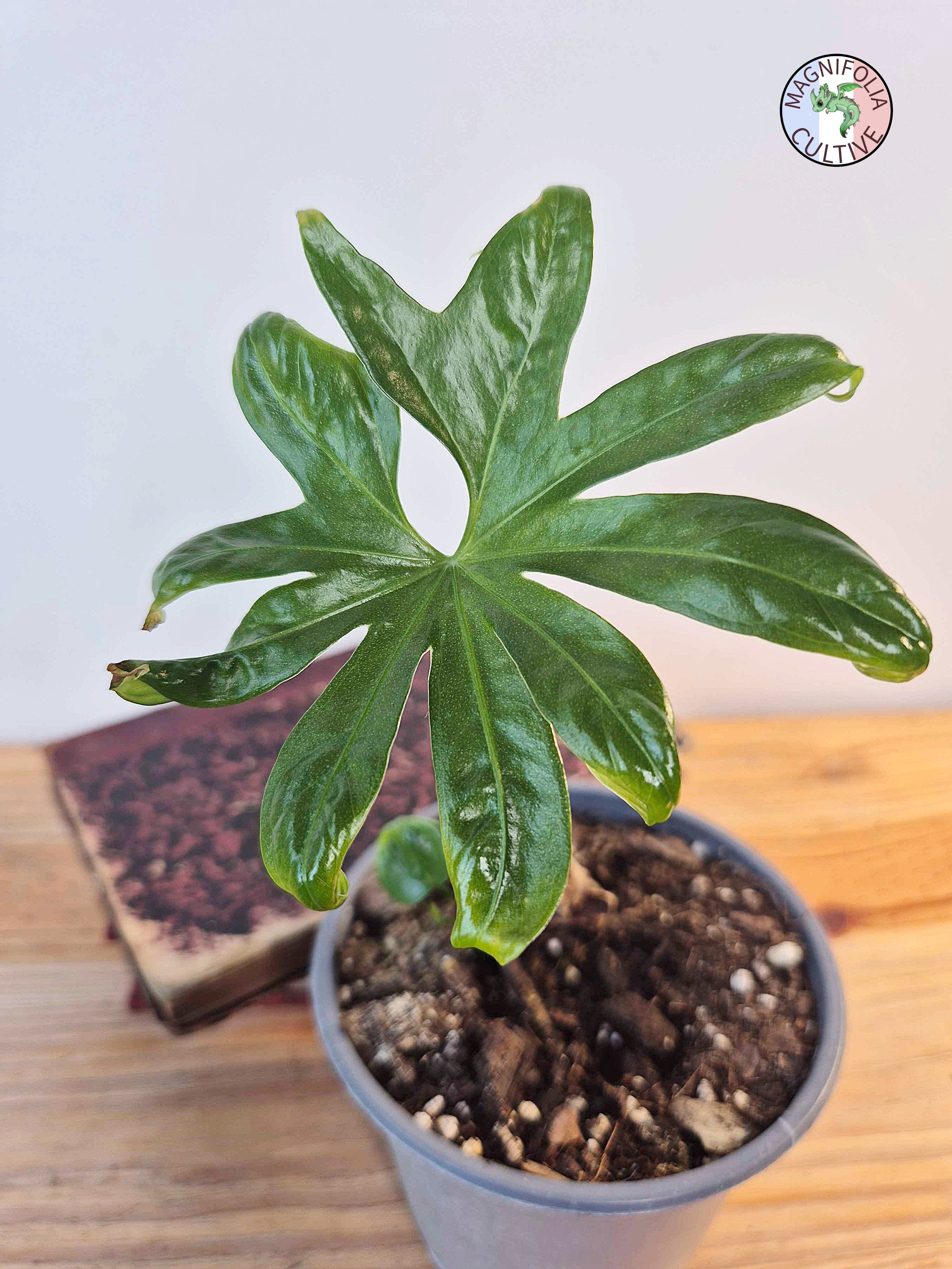 Anthurium pedatoradiatum