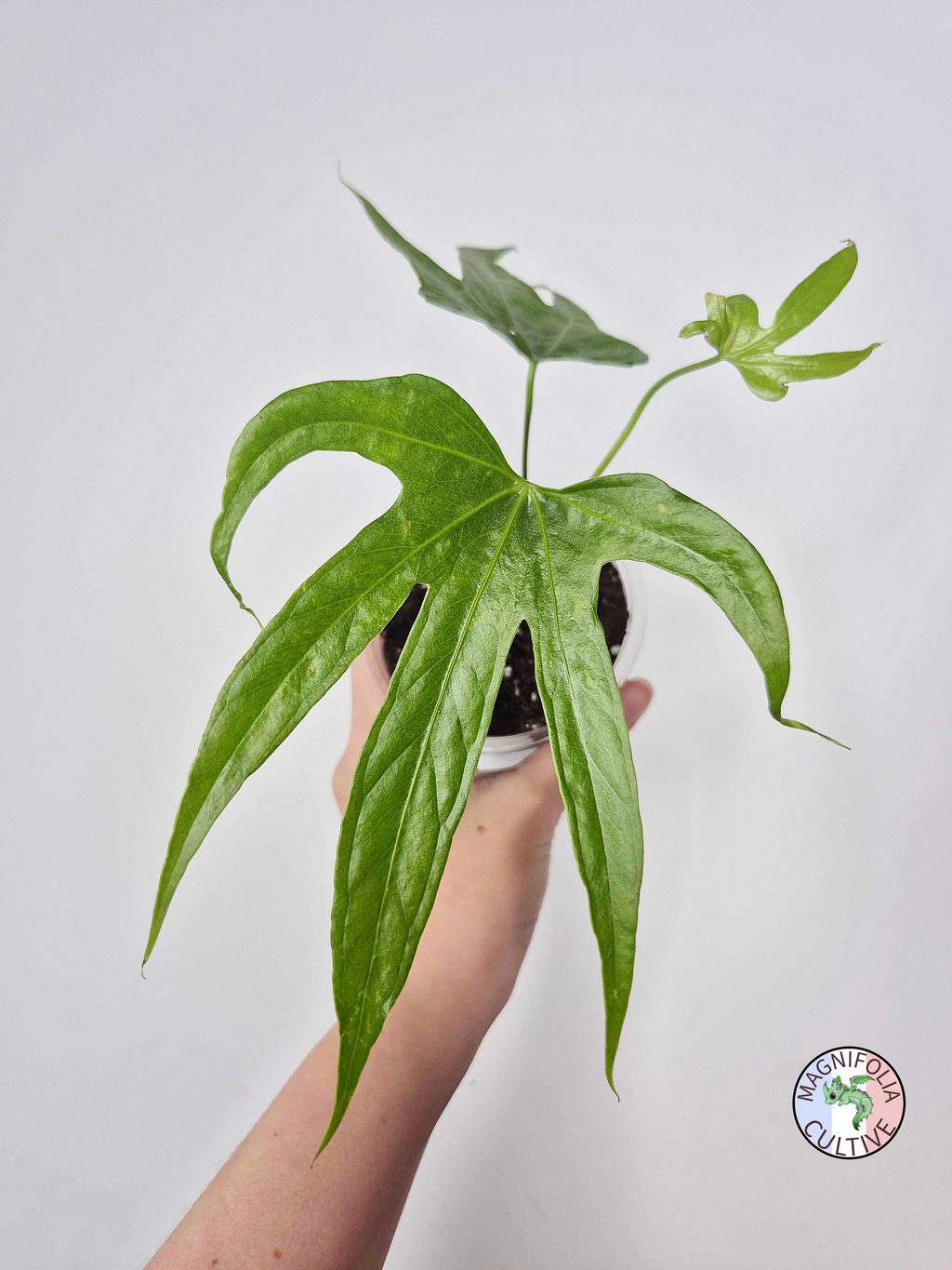 Anthurium pedatoradiatum