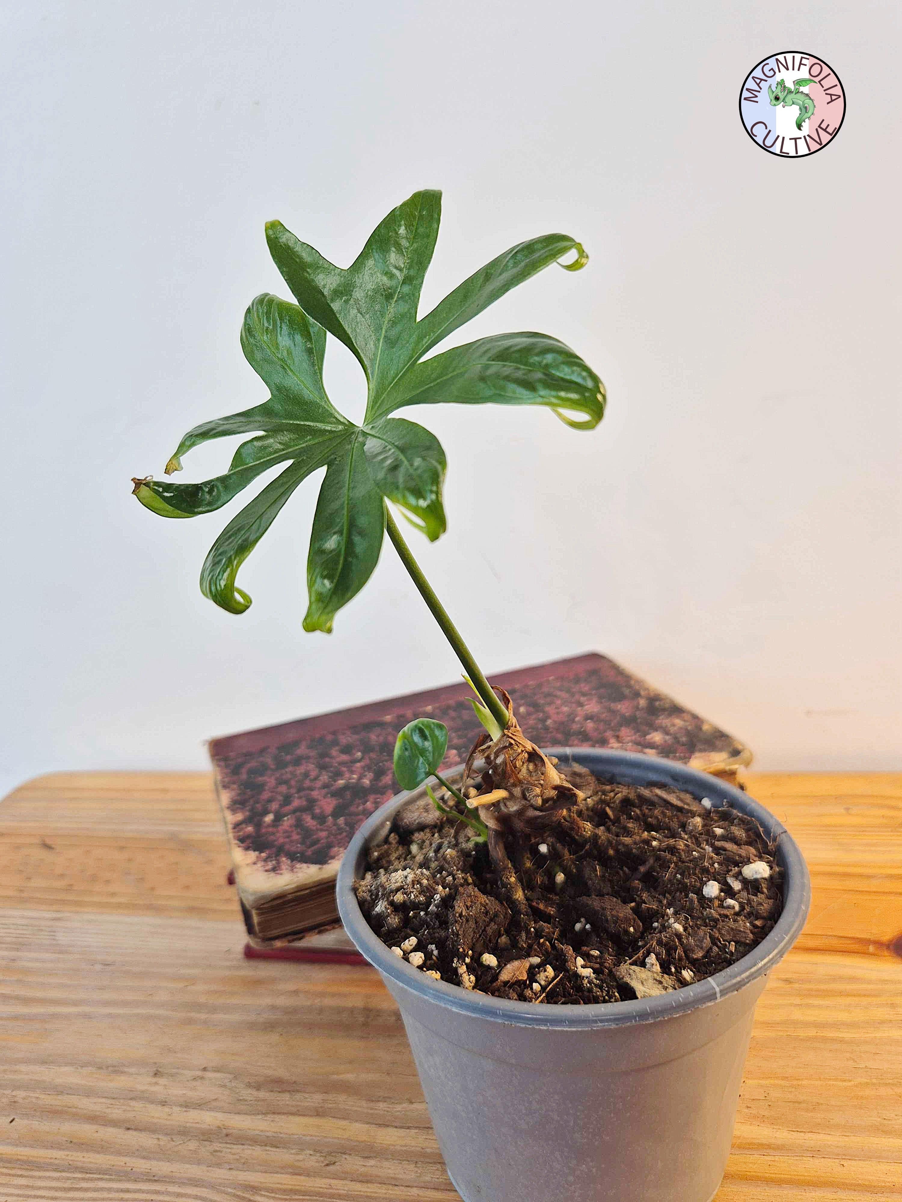 Anthurium pedatoradiatum