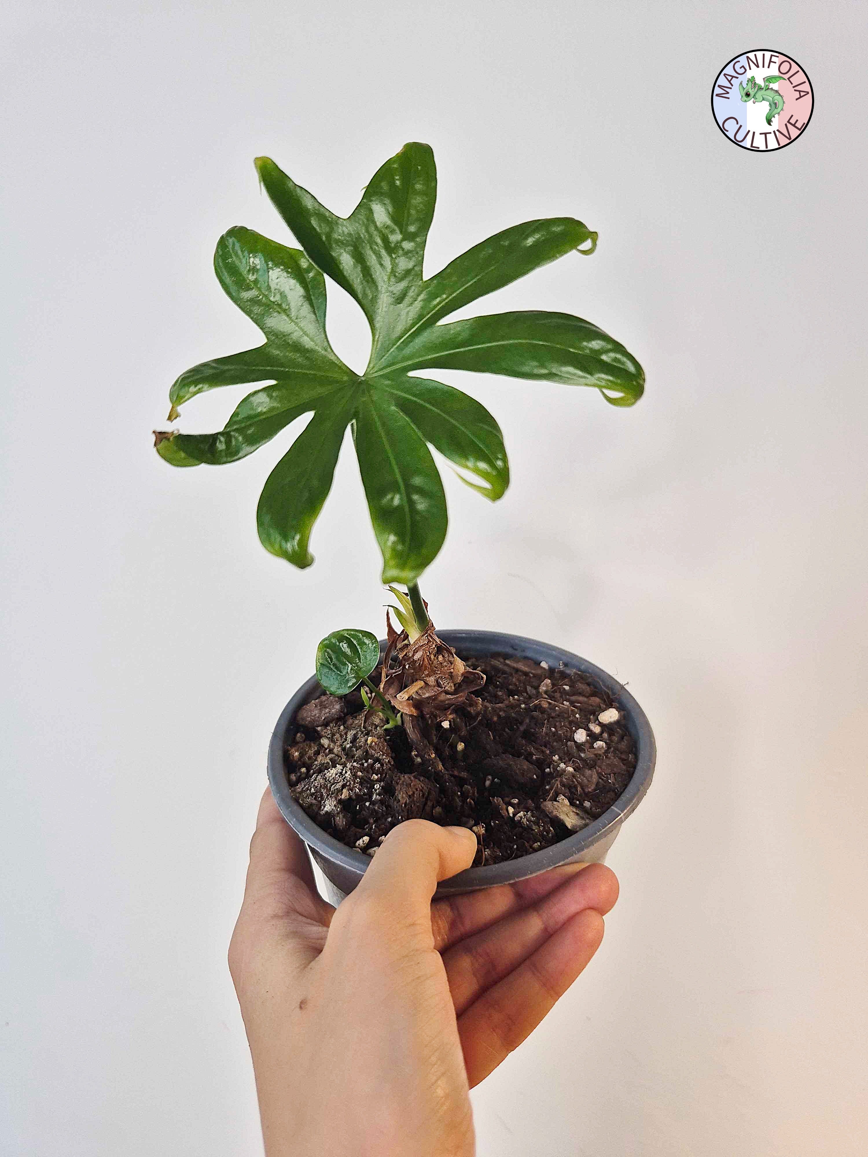 Anthurium pedatoradiatum