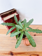 Anthurium polyschistum