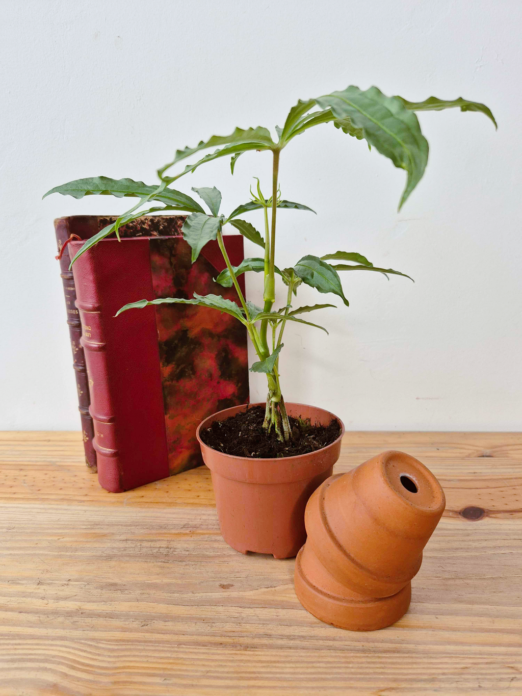 Anthurium polyschistum