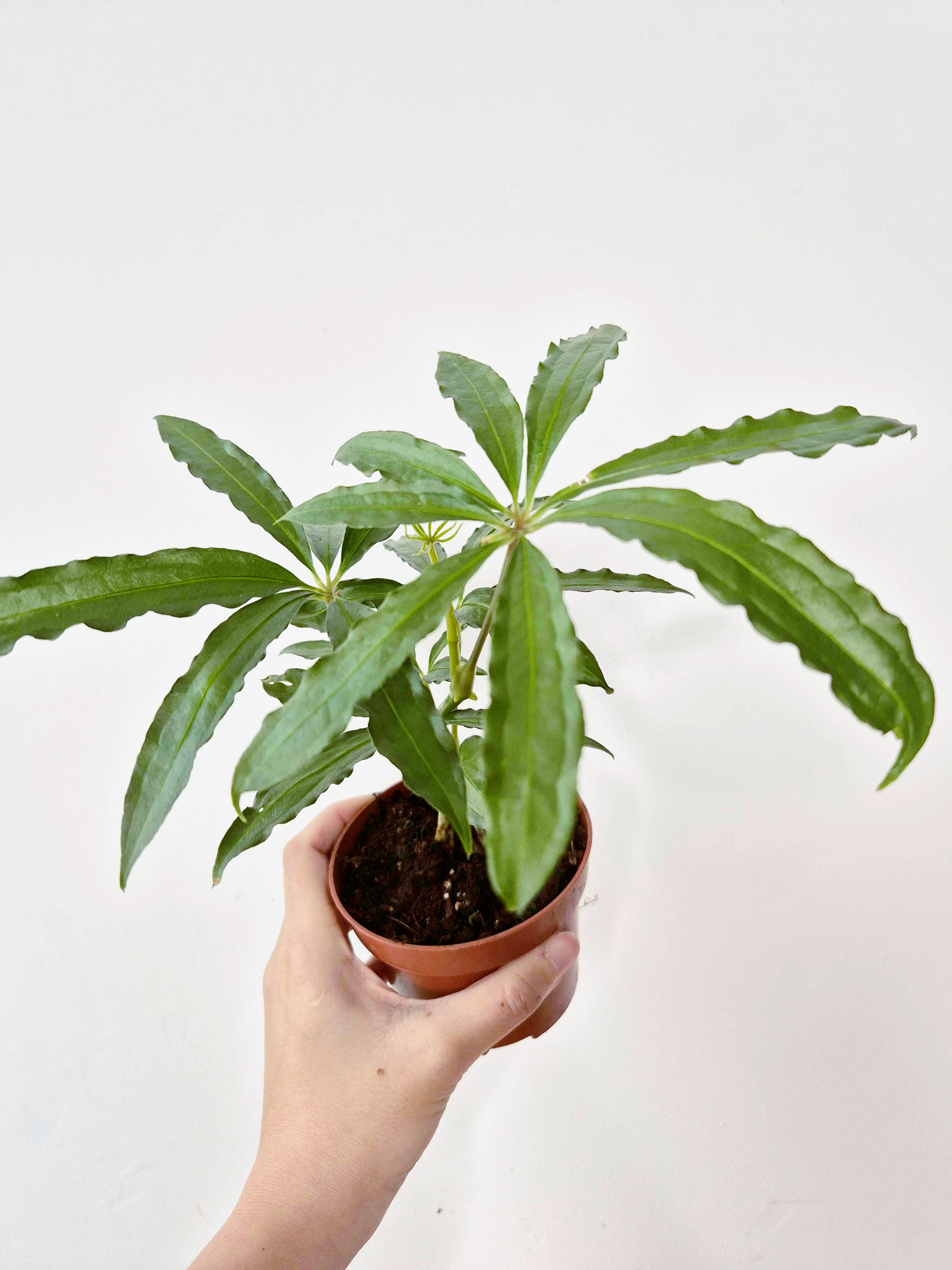 Anthurium polyschistum