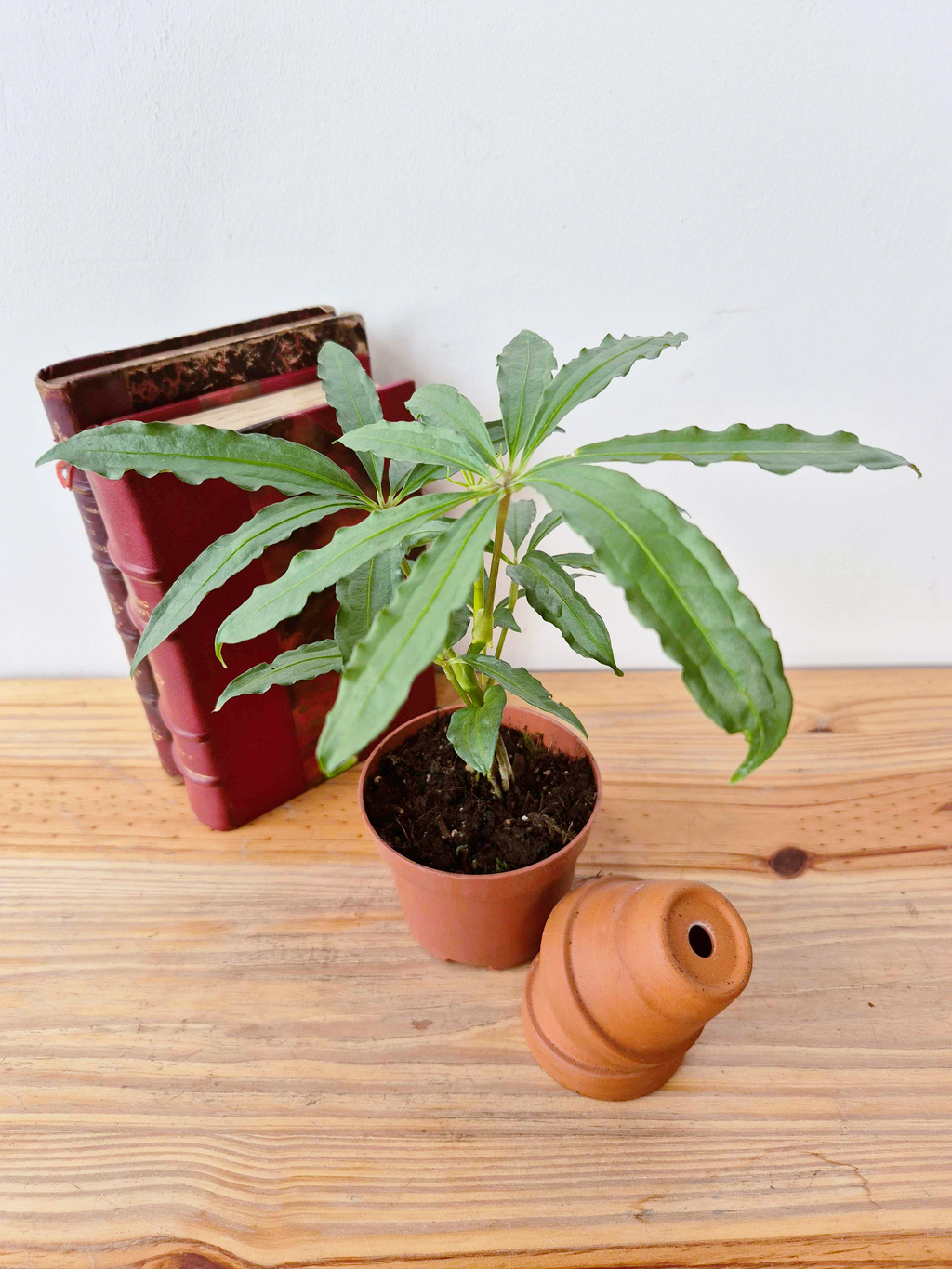 Anthurium polyschistum