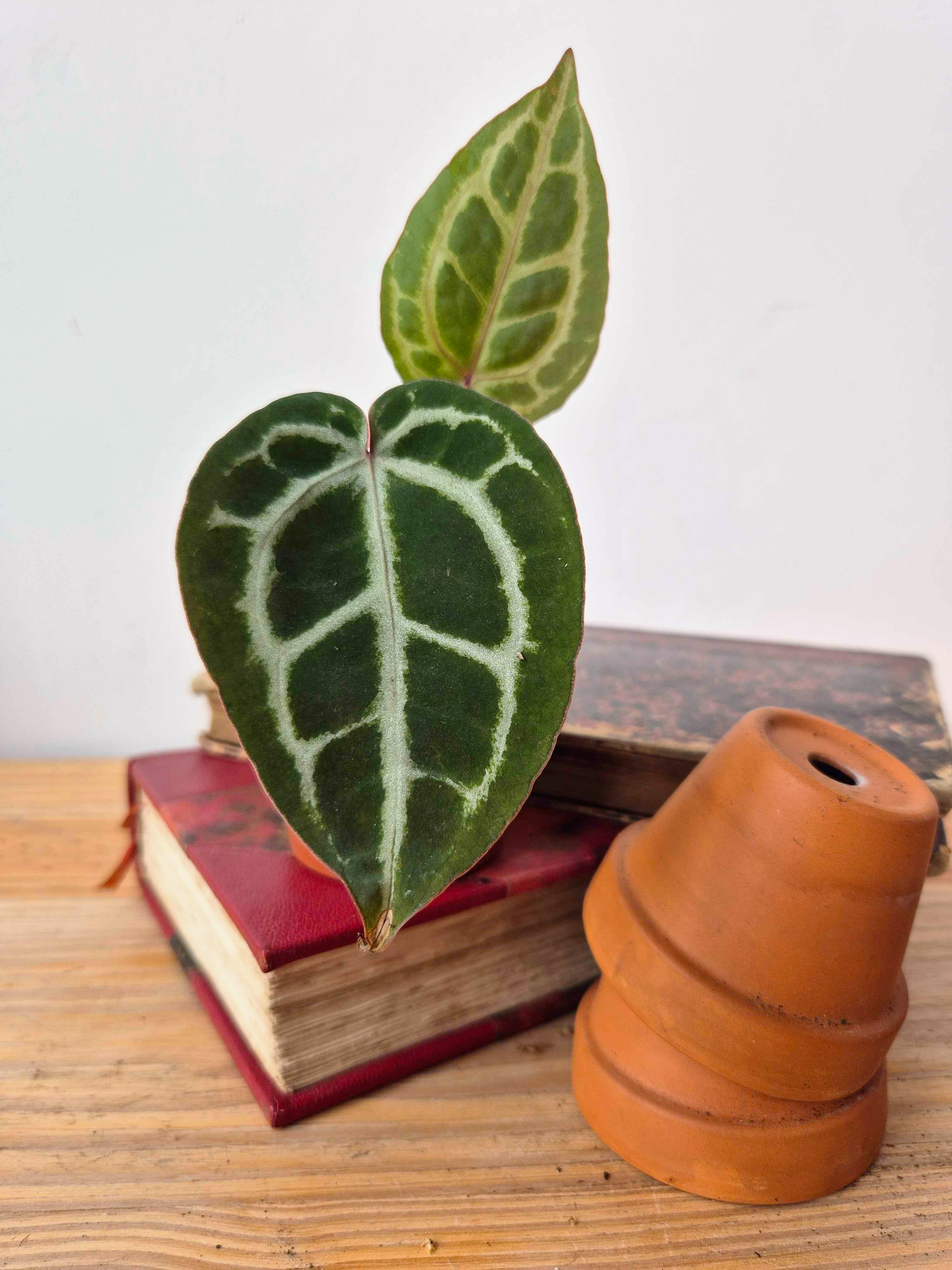 Anthurium 'Red Crystallinum'
