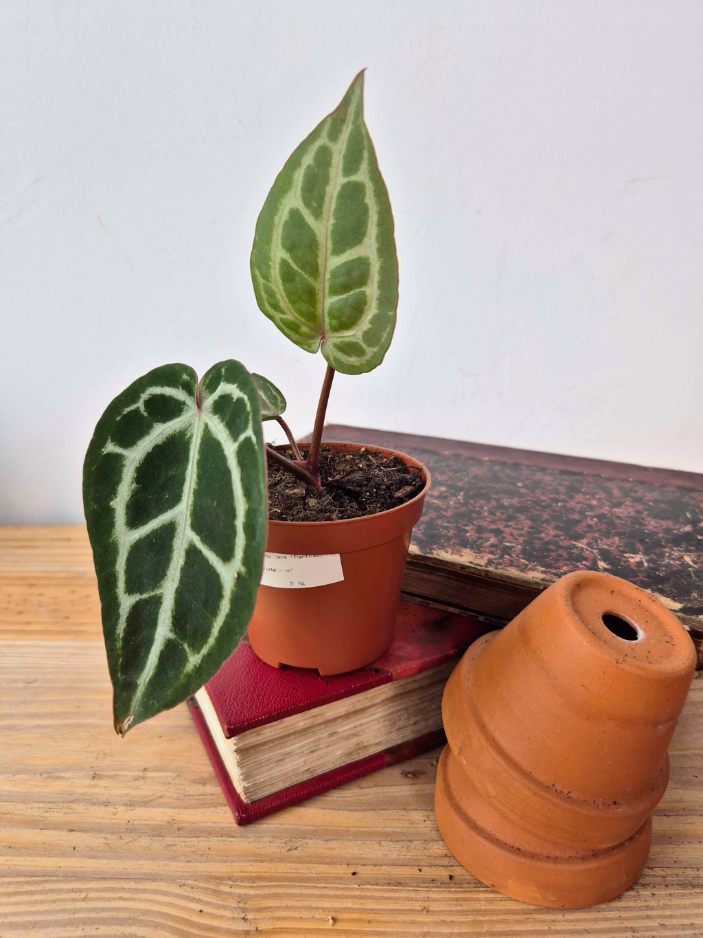 Anthurium 'Red Crystallinum'