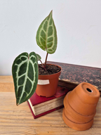 Anthurium 'Red Crystallinum'