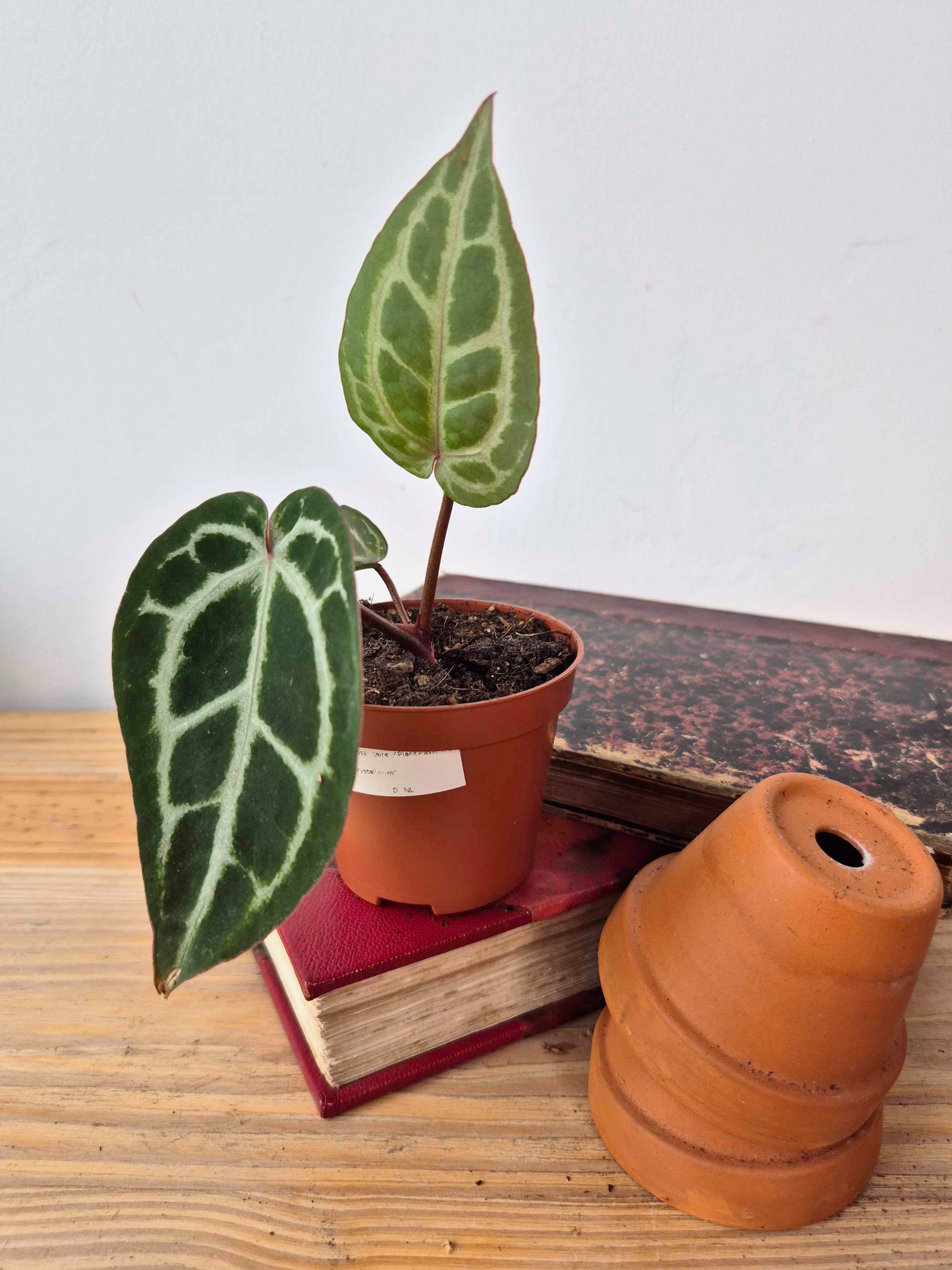 Anthurium 'Red Crystallinum'