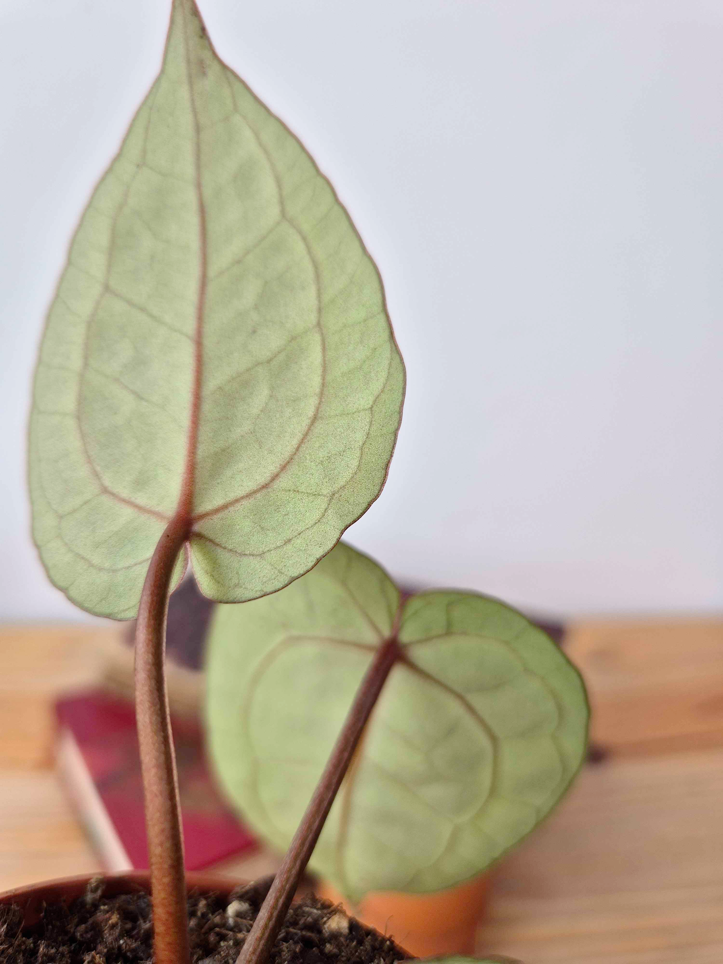 Anthurium 'Red Crystallinum'