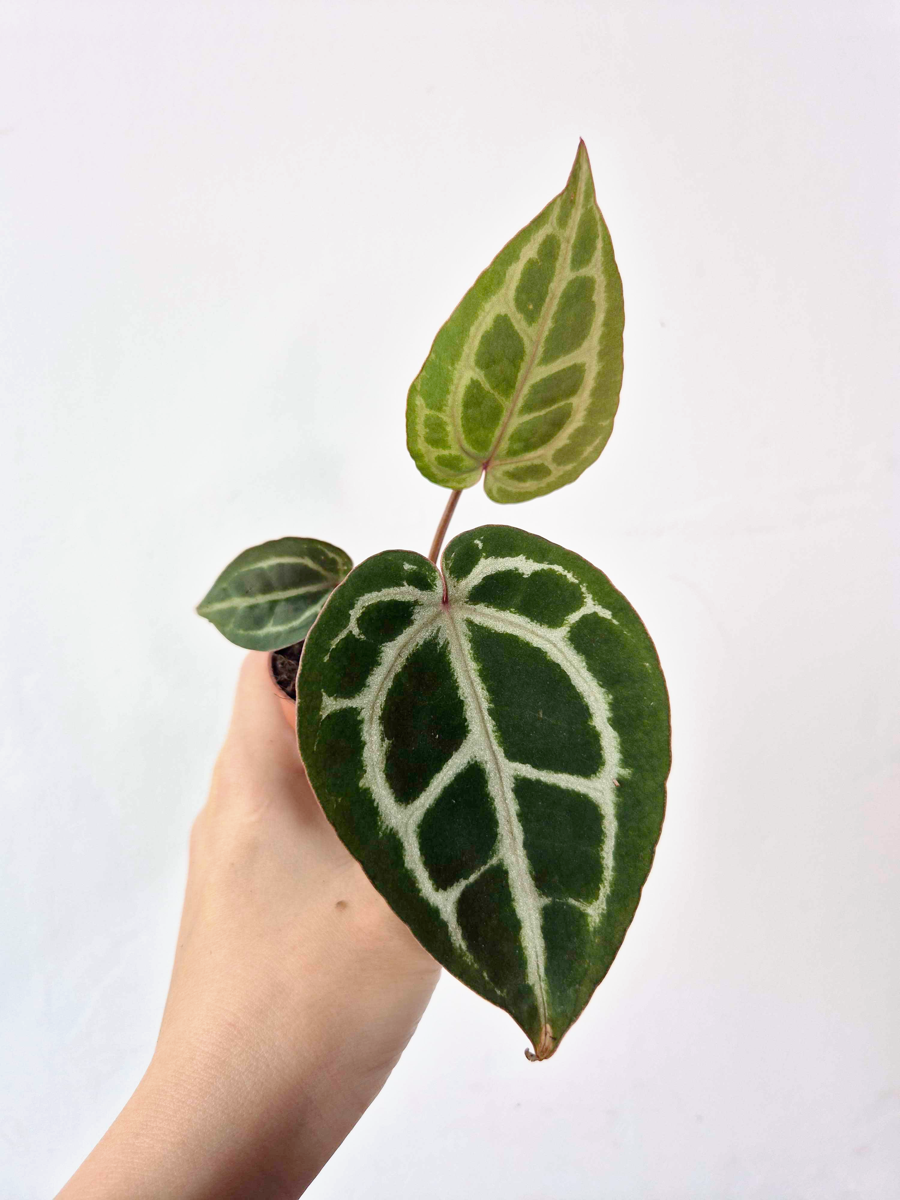 Anthurium 'Red Crystallinum'