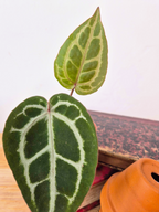 Anthurium 'Red Crystallinum'