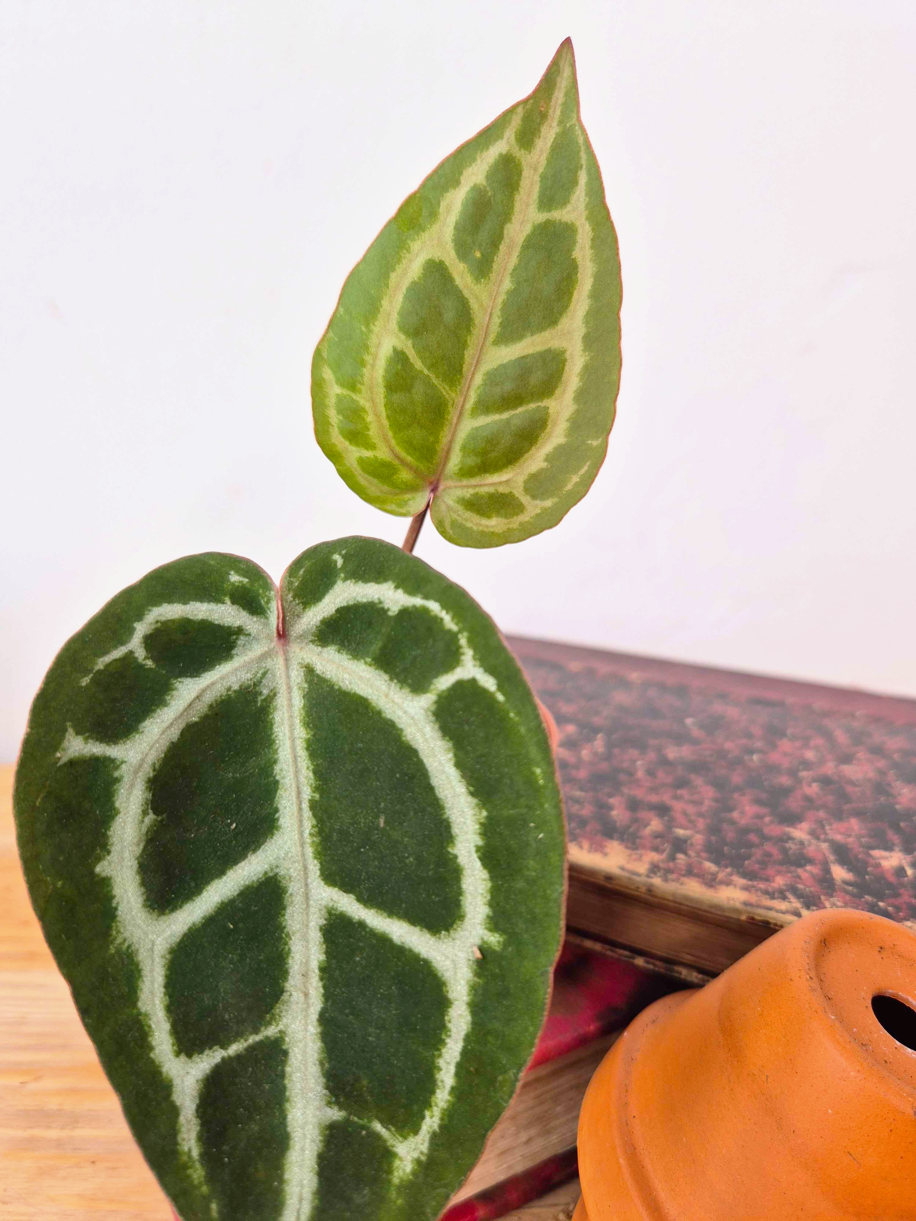 Anthurium 'Red Crystallinum'