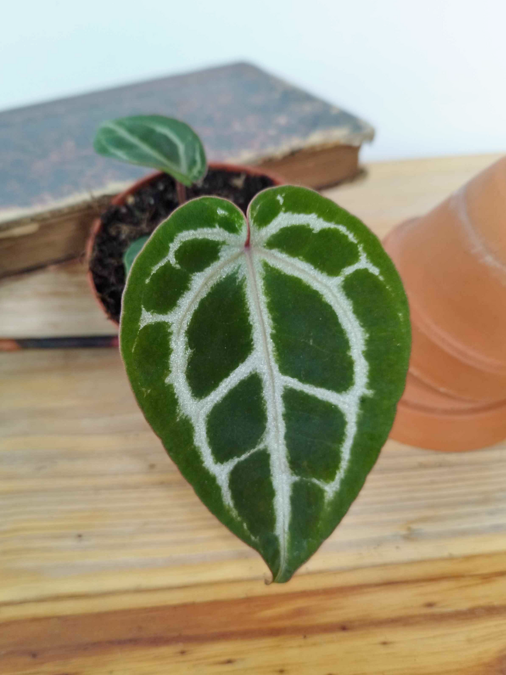Anthurium 'Red Crystallinum'