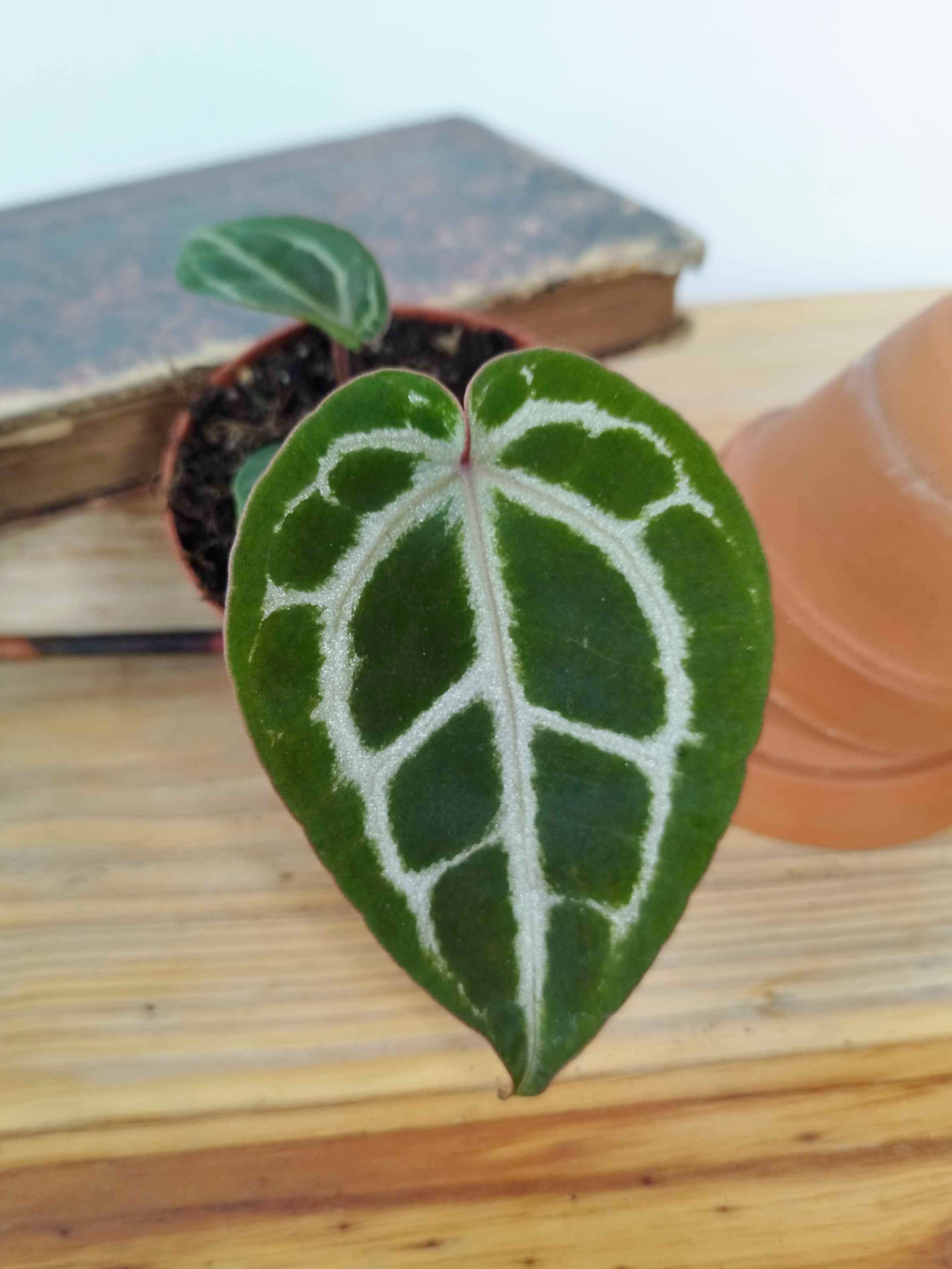 Anthurium 'Red Crystallinum'