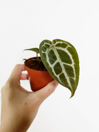 Anthurium 'Red Crystallinum'