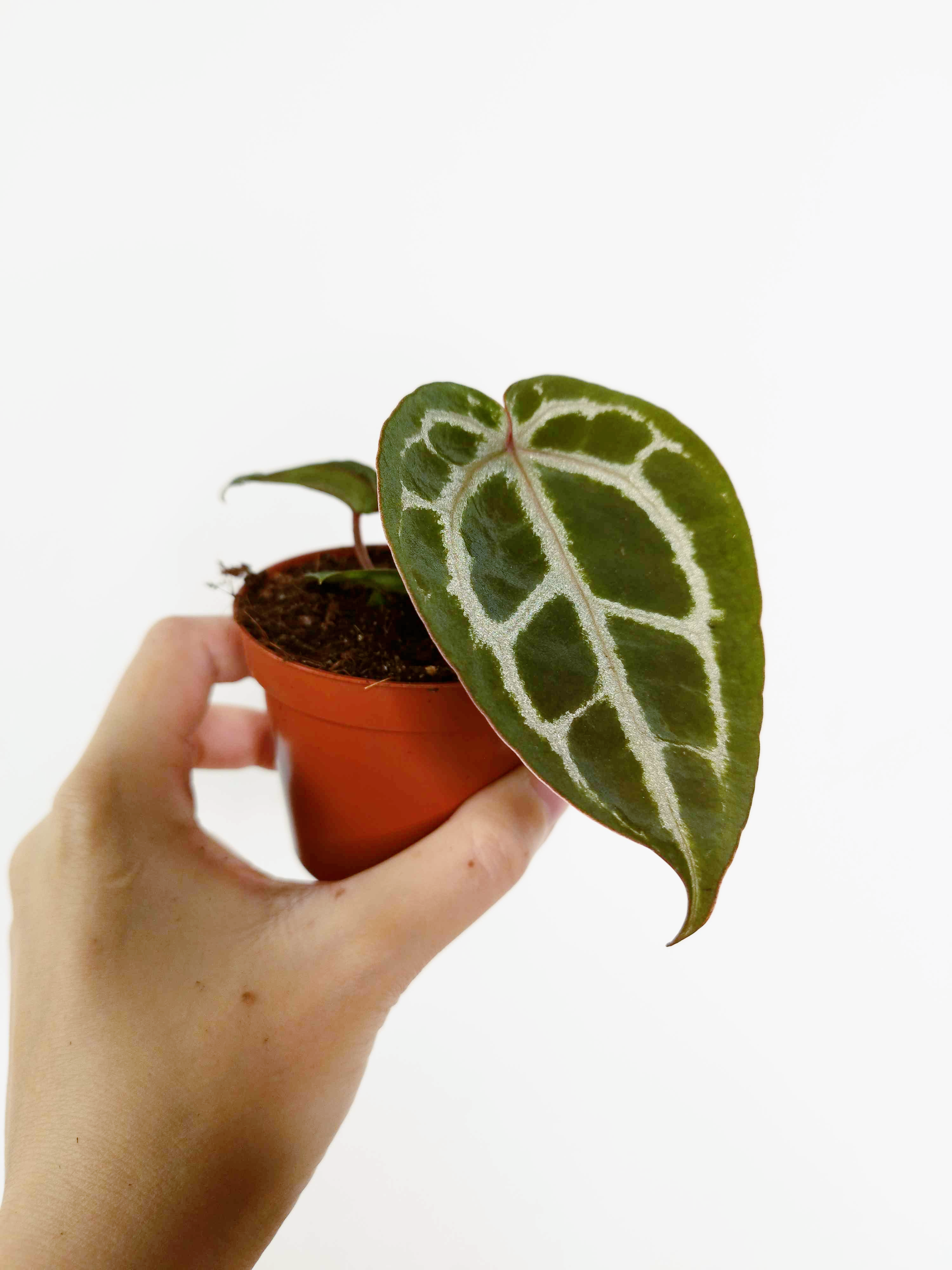 Anthurium 'Red Crystallinum'