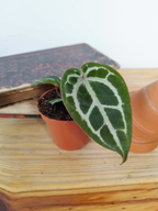 Anthurium 'Red Crystallinum'