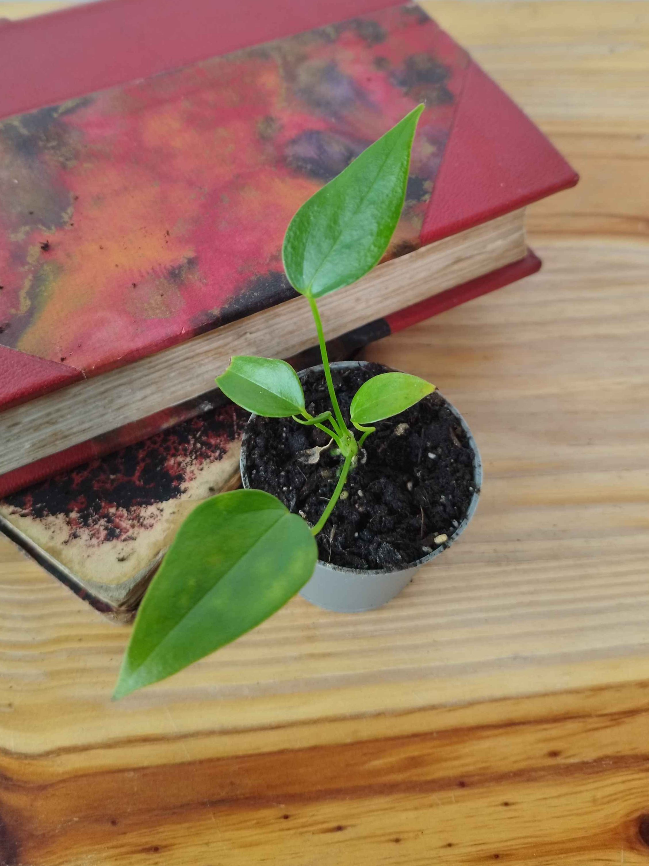 Anthurium veitchii Narrow