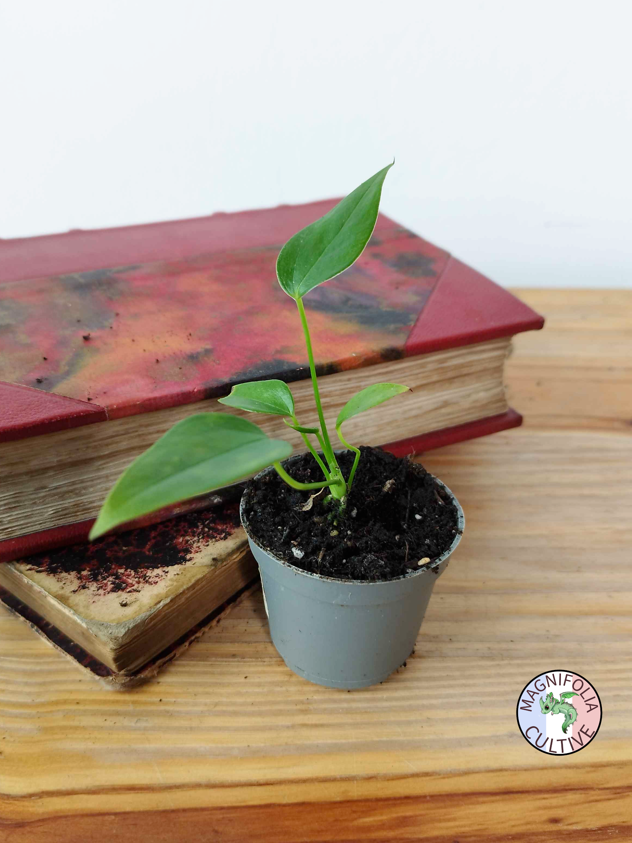 Anthurium veitchii Narrow