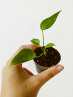 Anthurium veitchii Narrow