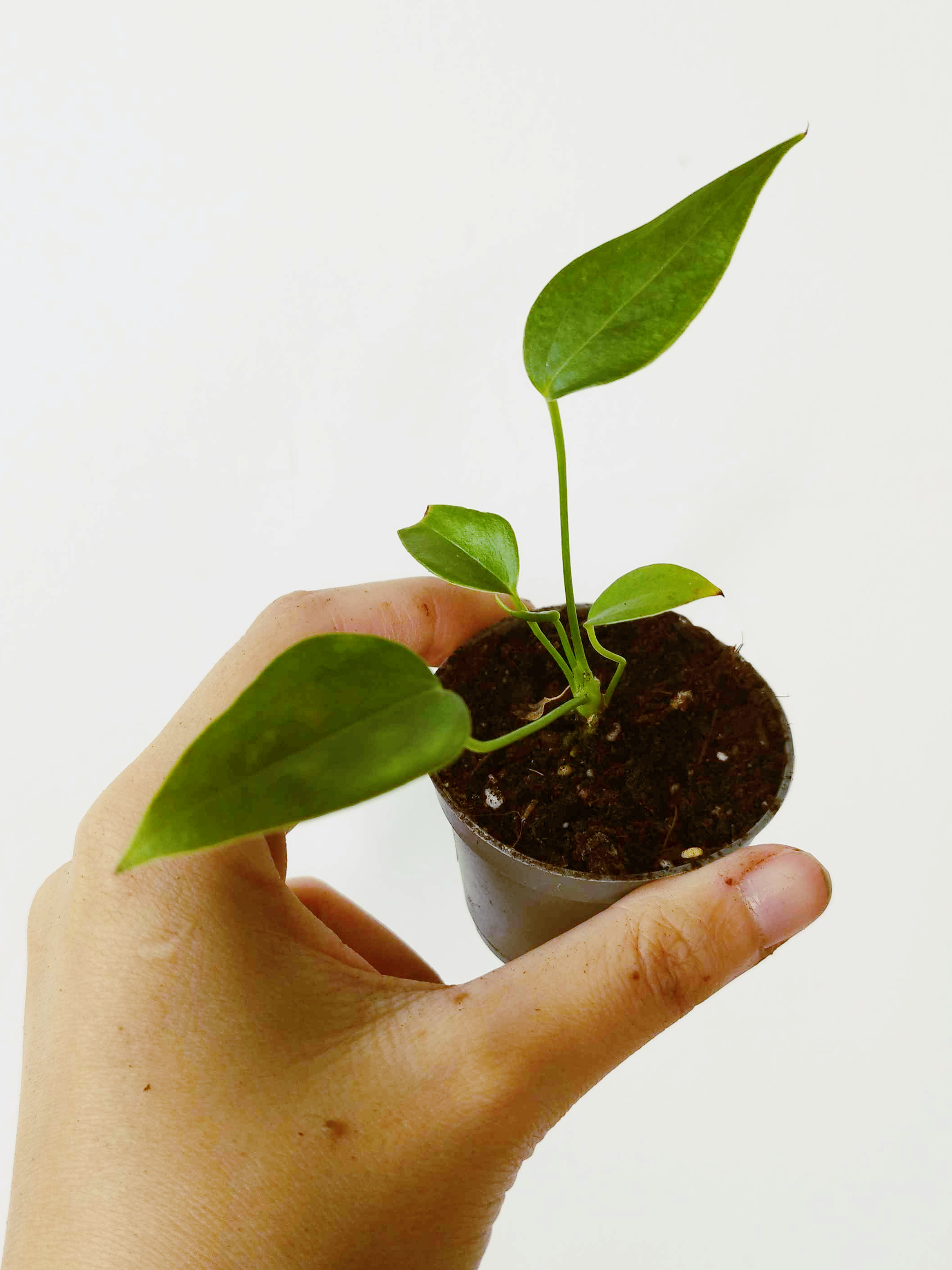 Anthurium veitchii Narrow