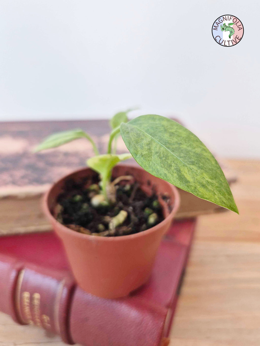 Anthurium vittariifolium 'Variegata'