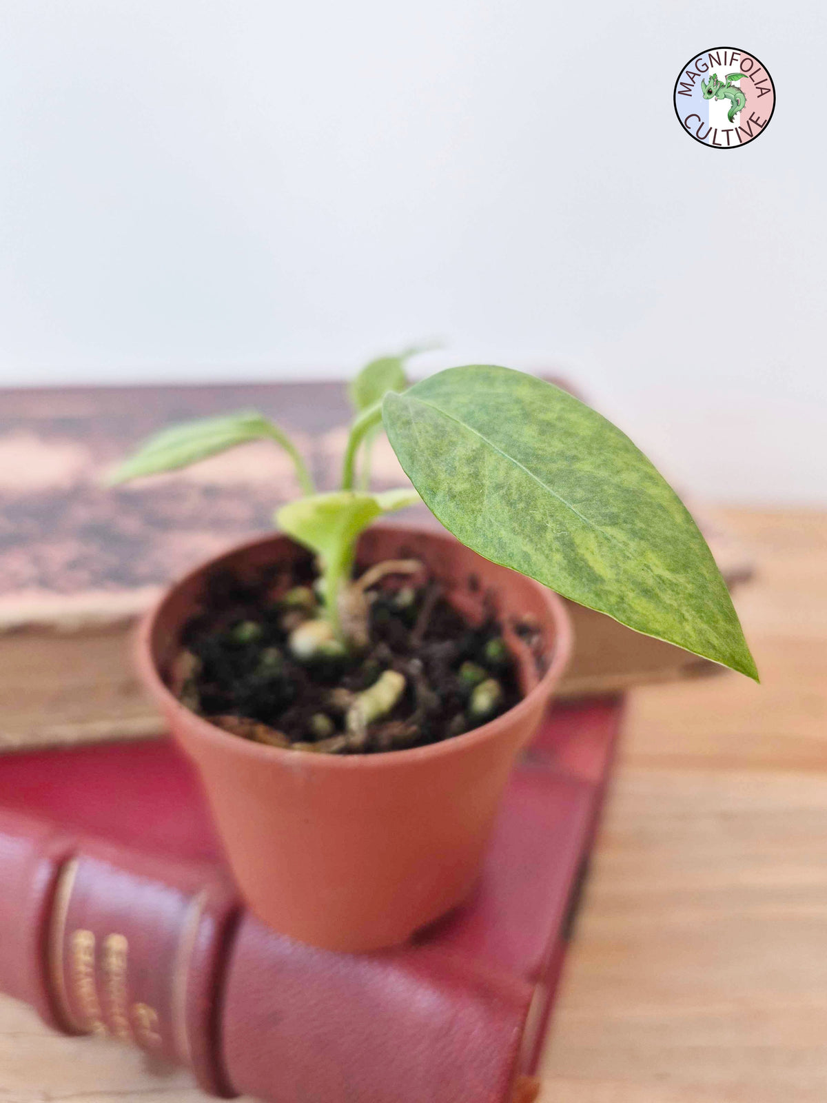 Anthurium vittariifolium 'Variegata'