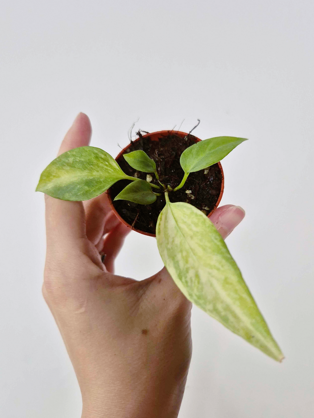 Anthurium vittariifolium 'Variegata'