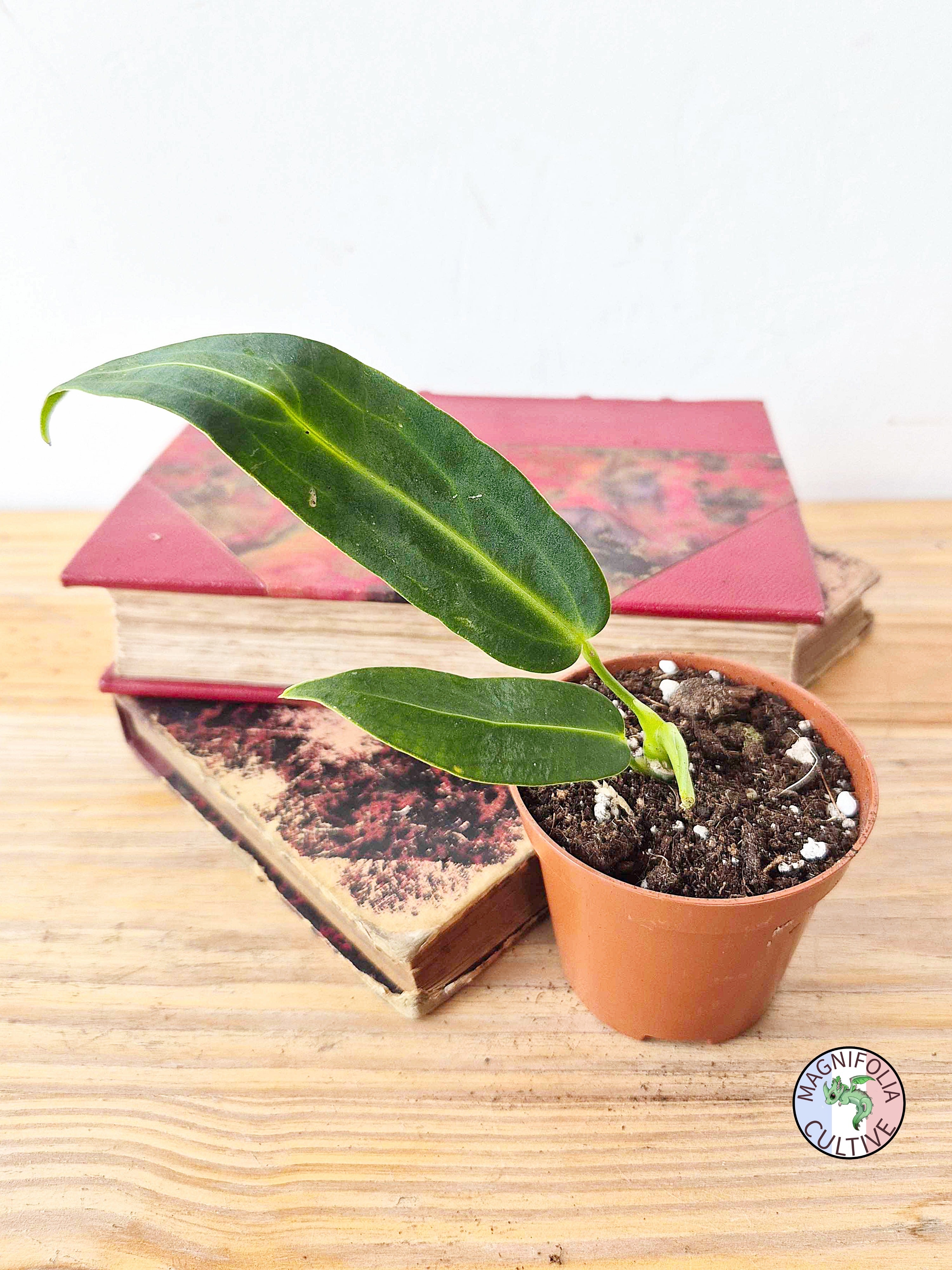 Anthurium warocqueanum