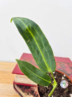 Anthurium warocqueanum