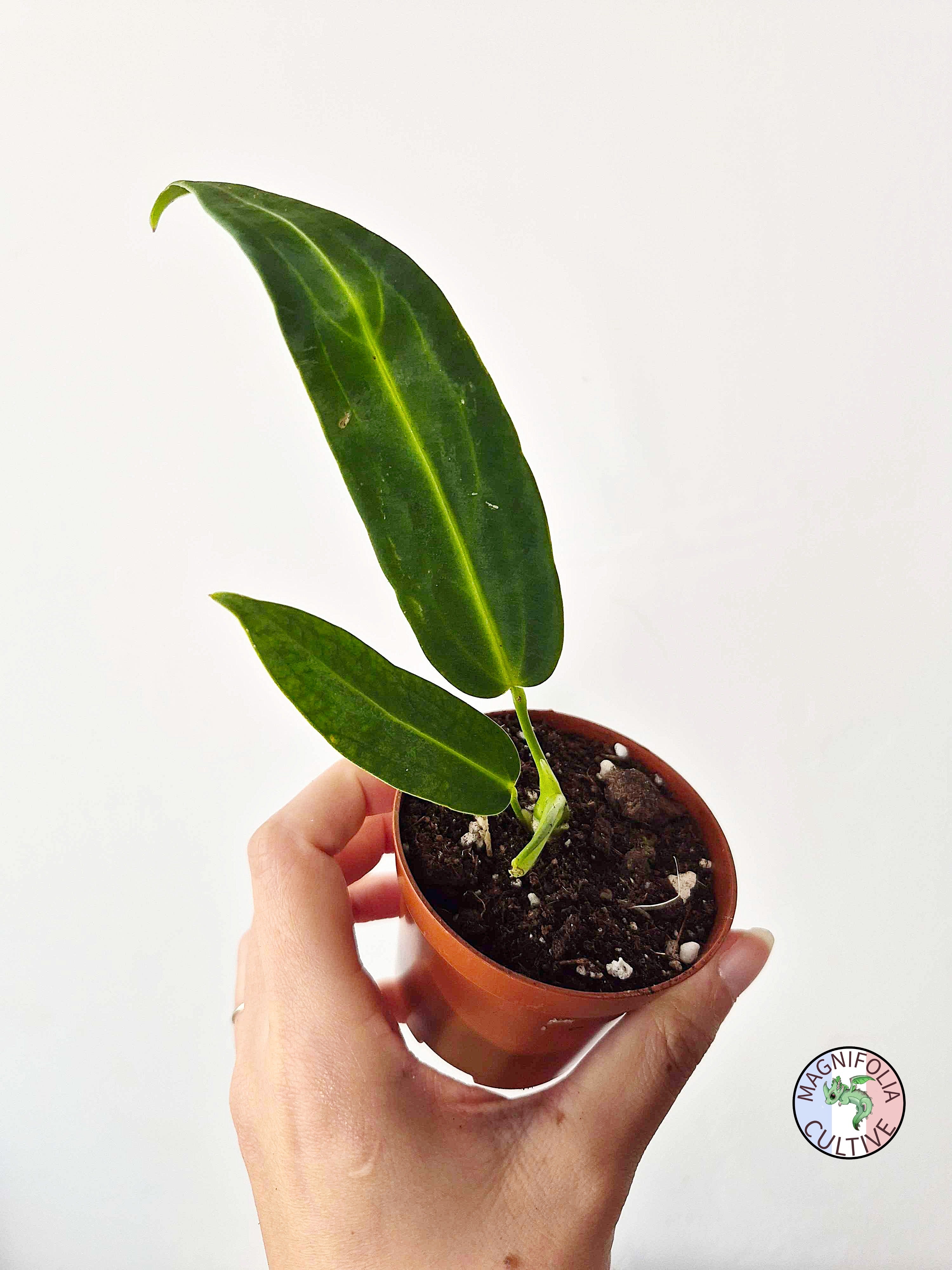 Anthurium warocqueanum