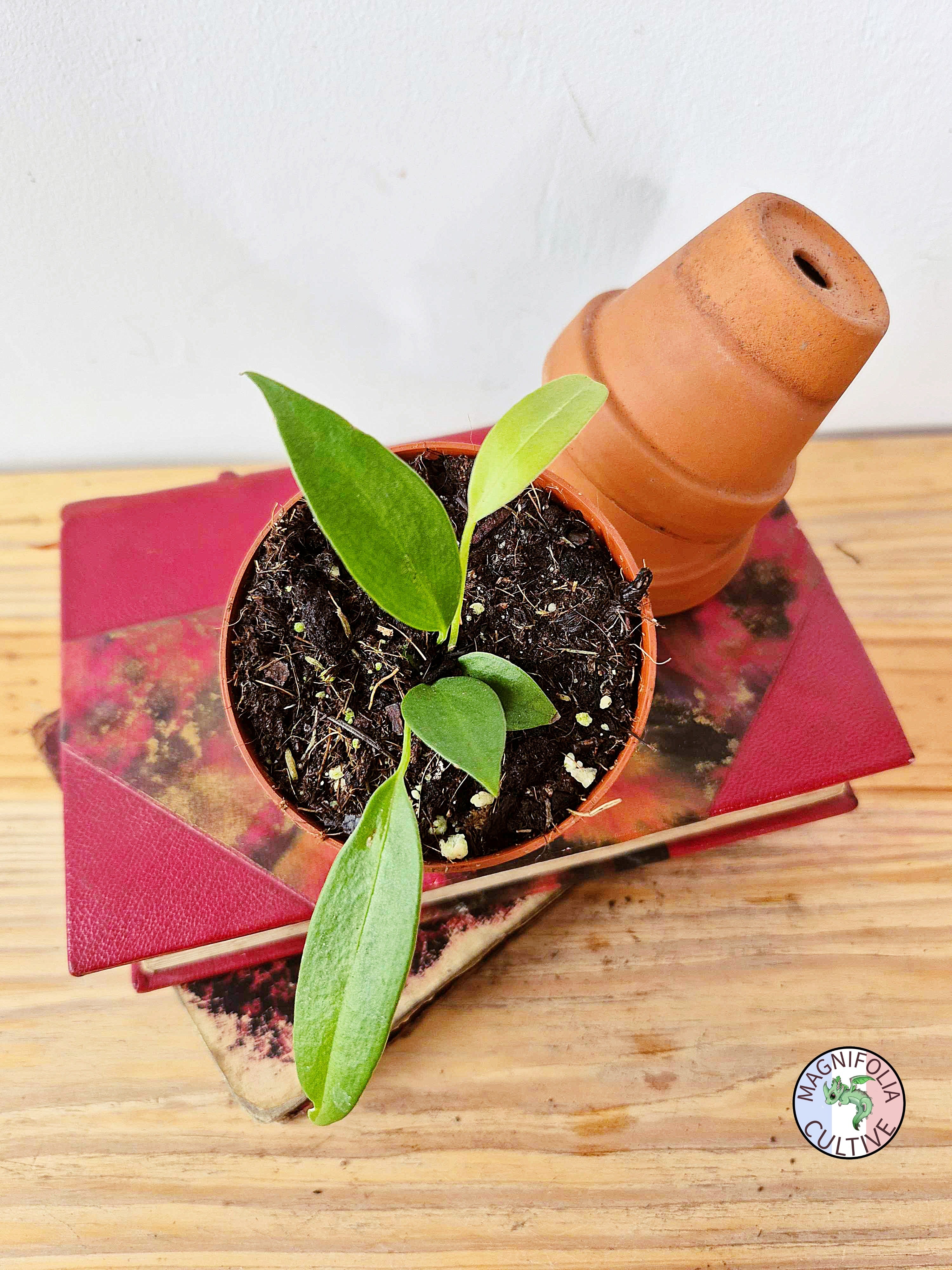 Anthurium wendlingeri