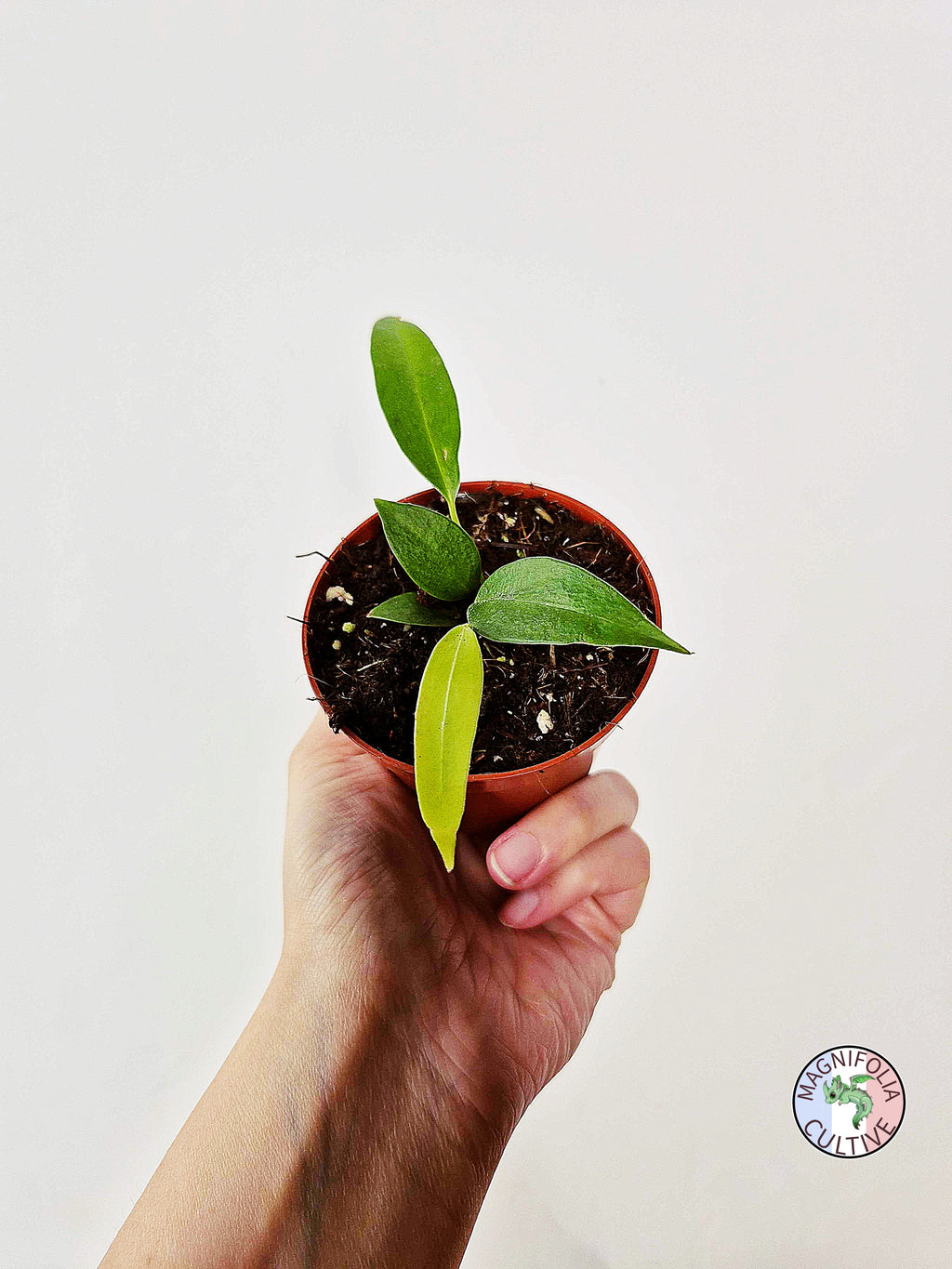 Anthurium wendlingeri