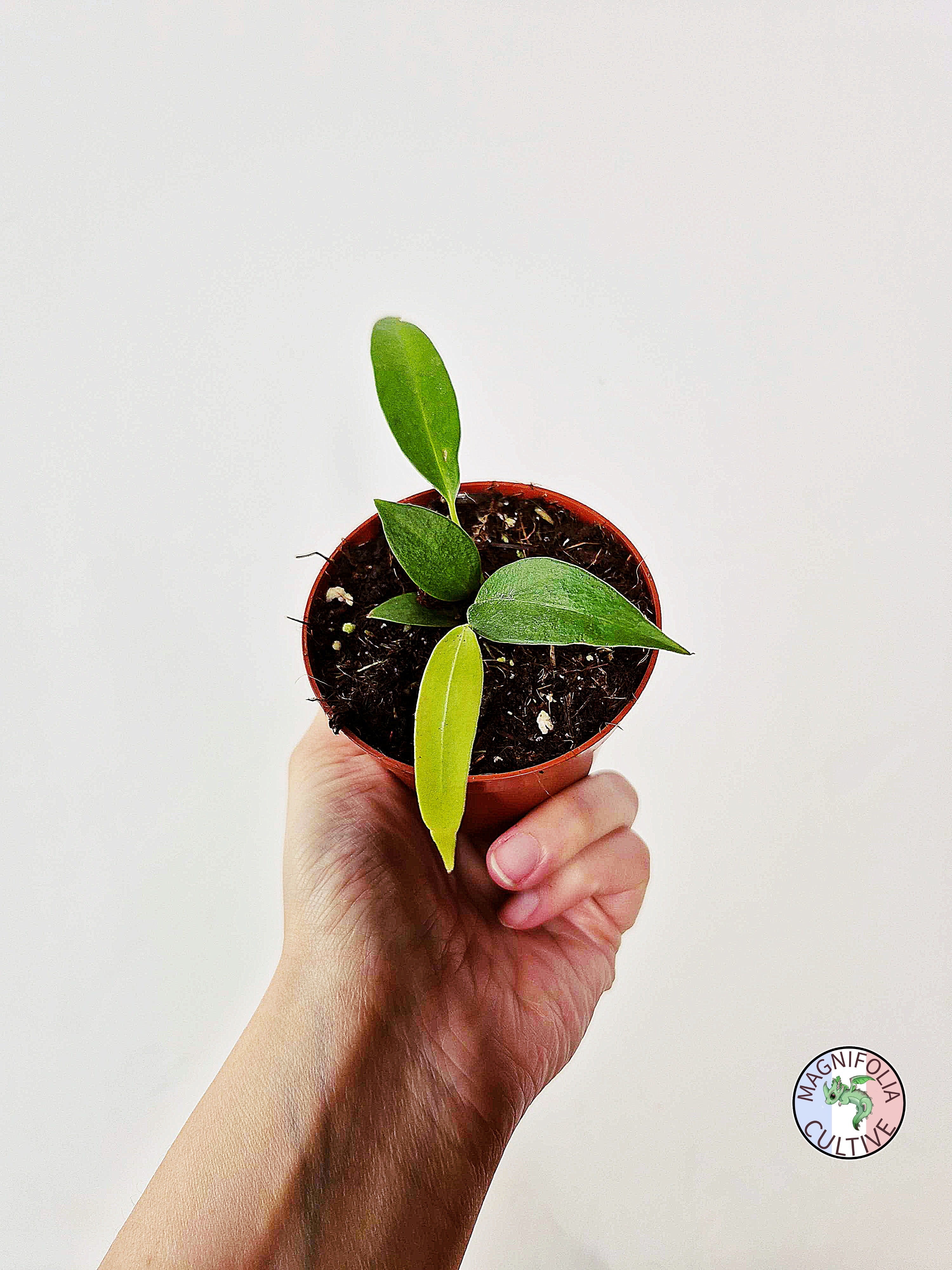 Anthurium wendlingeri