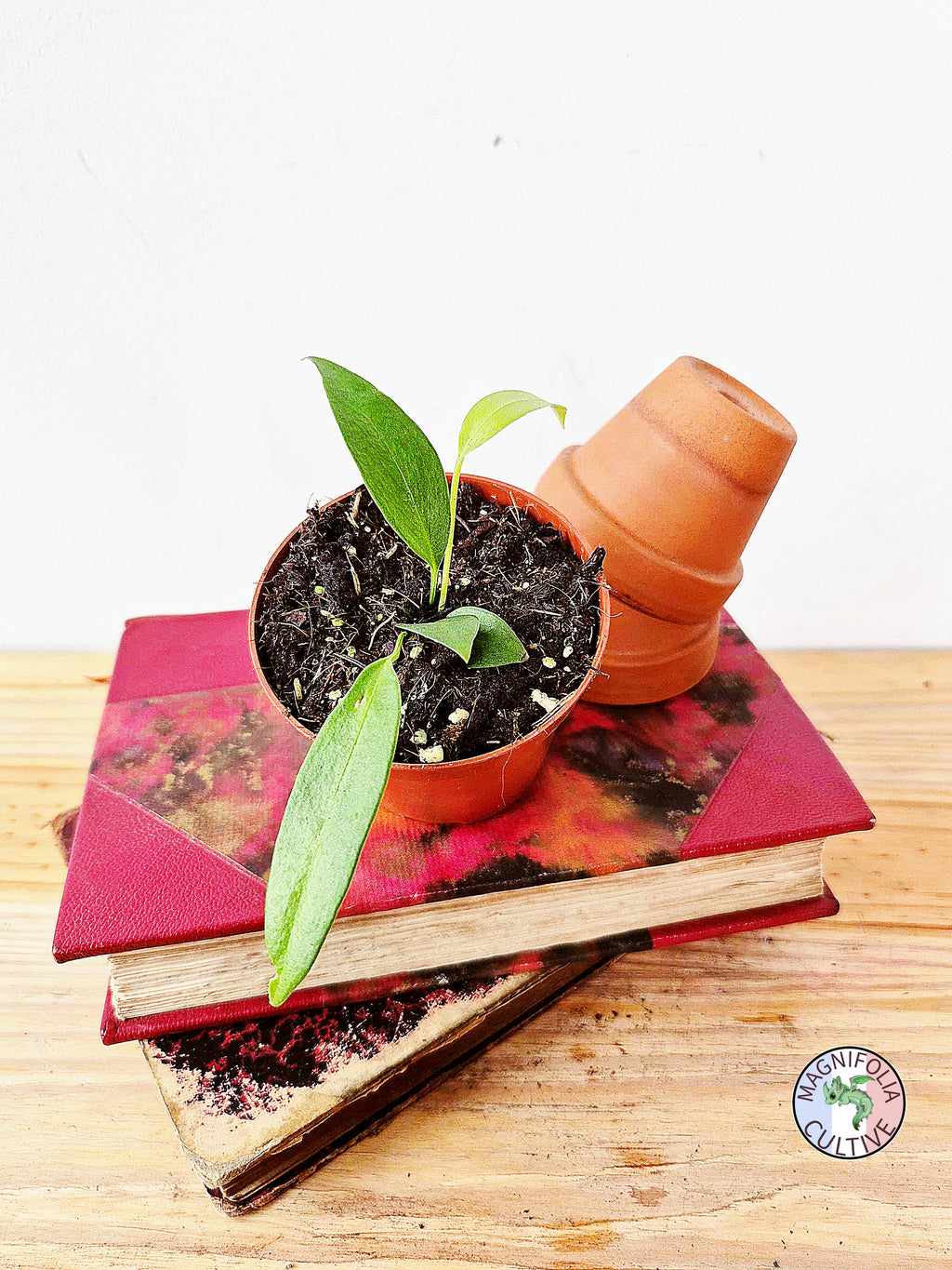 Anthurium wendlingeri