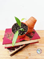 Anthurium wendlingeri