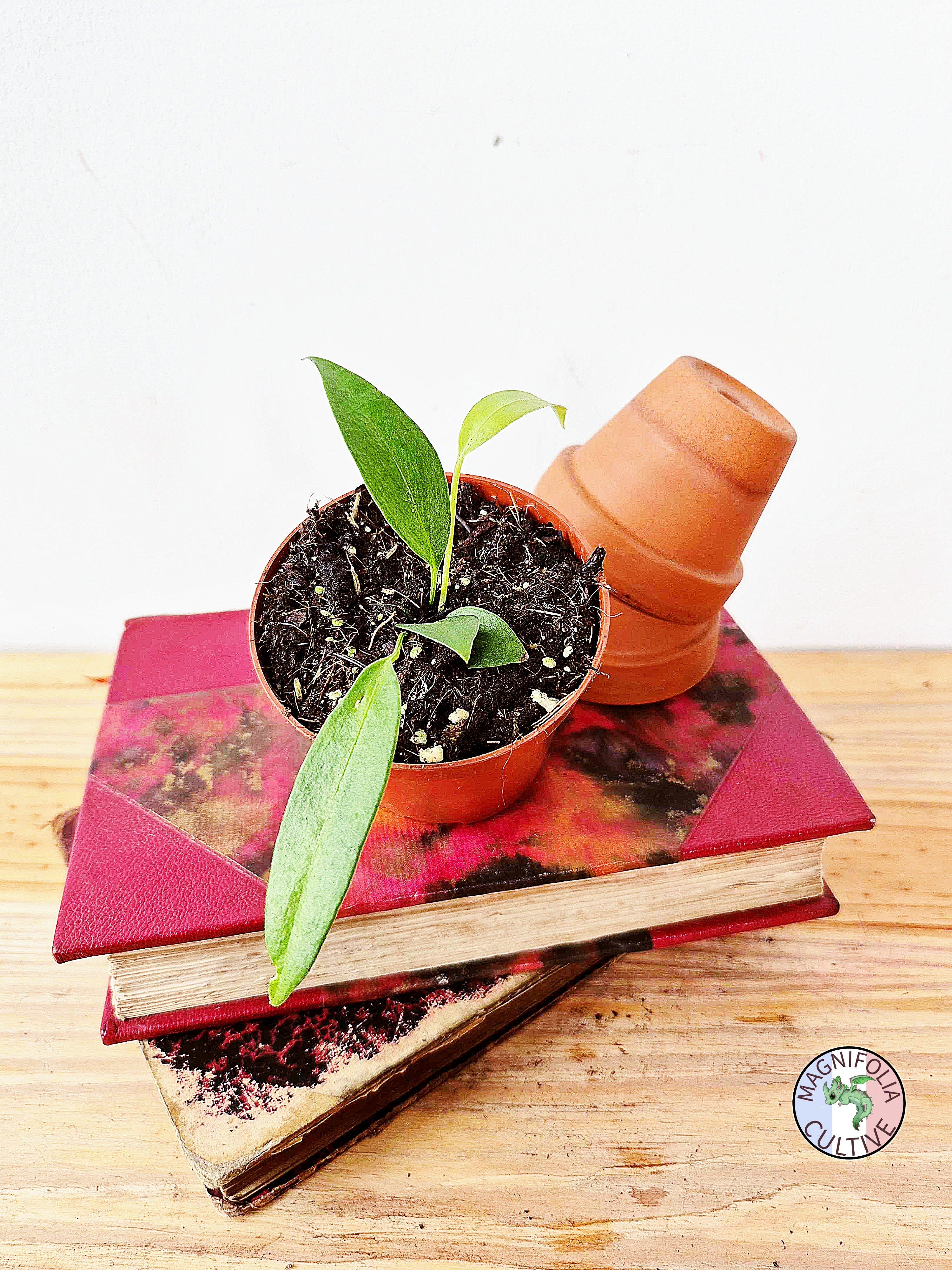 Anthurium wendlingeri