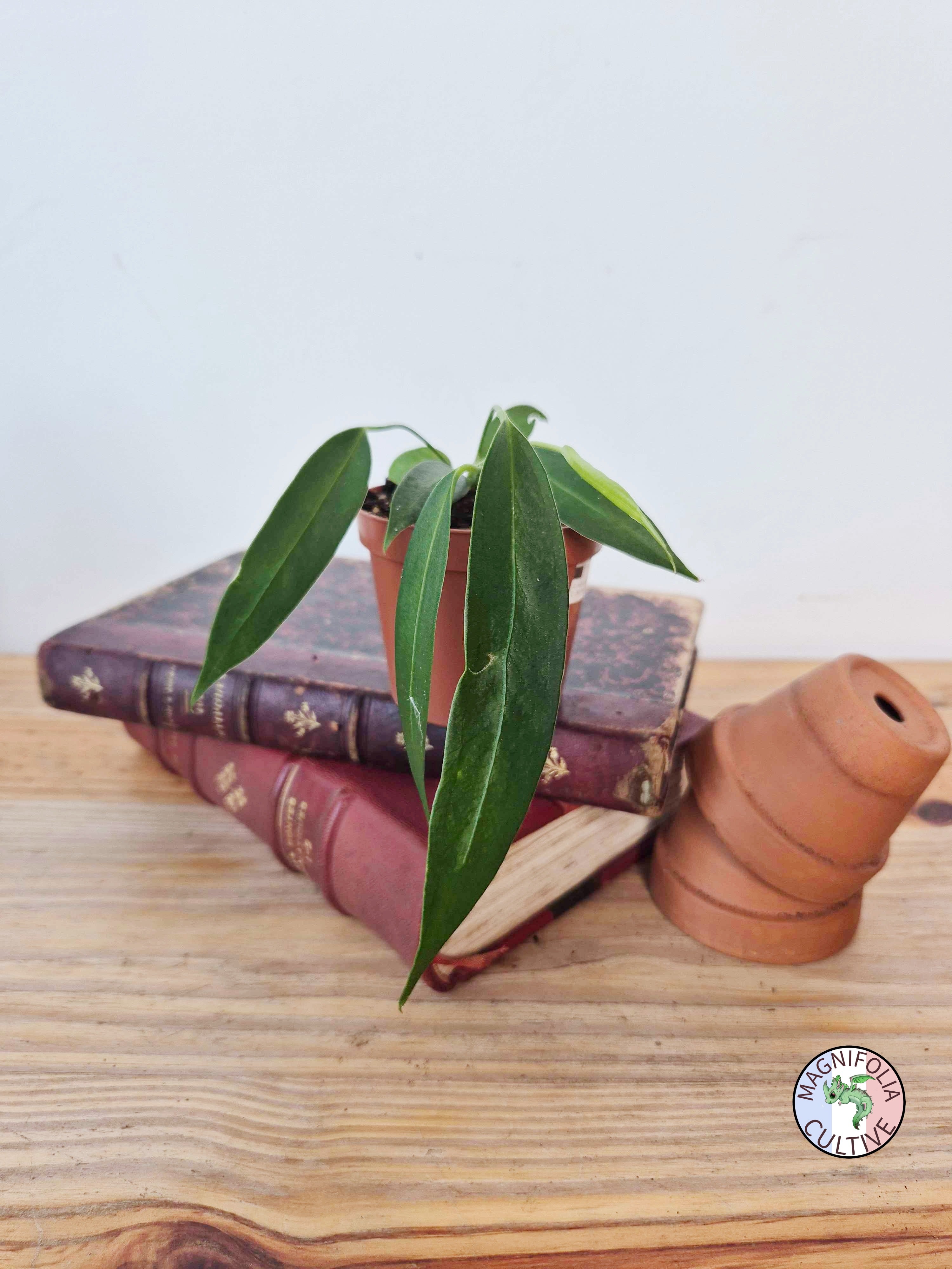 Anthurium wendlingeri