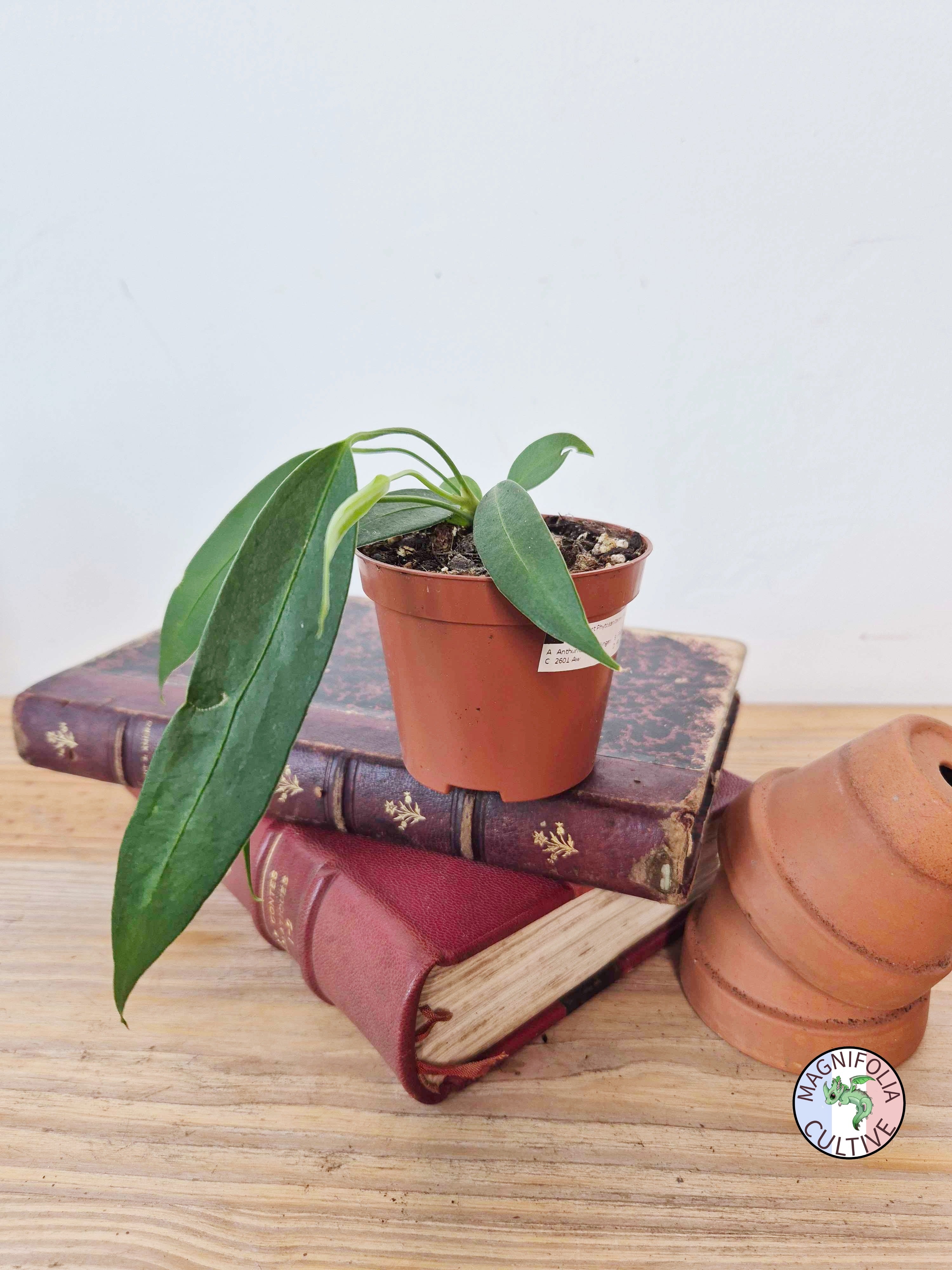 Anthurium wendlingeri