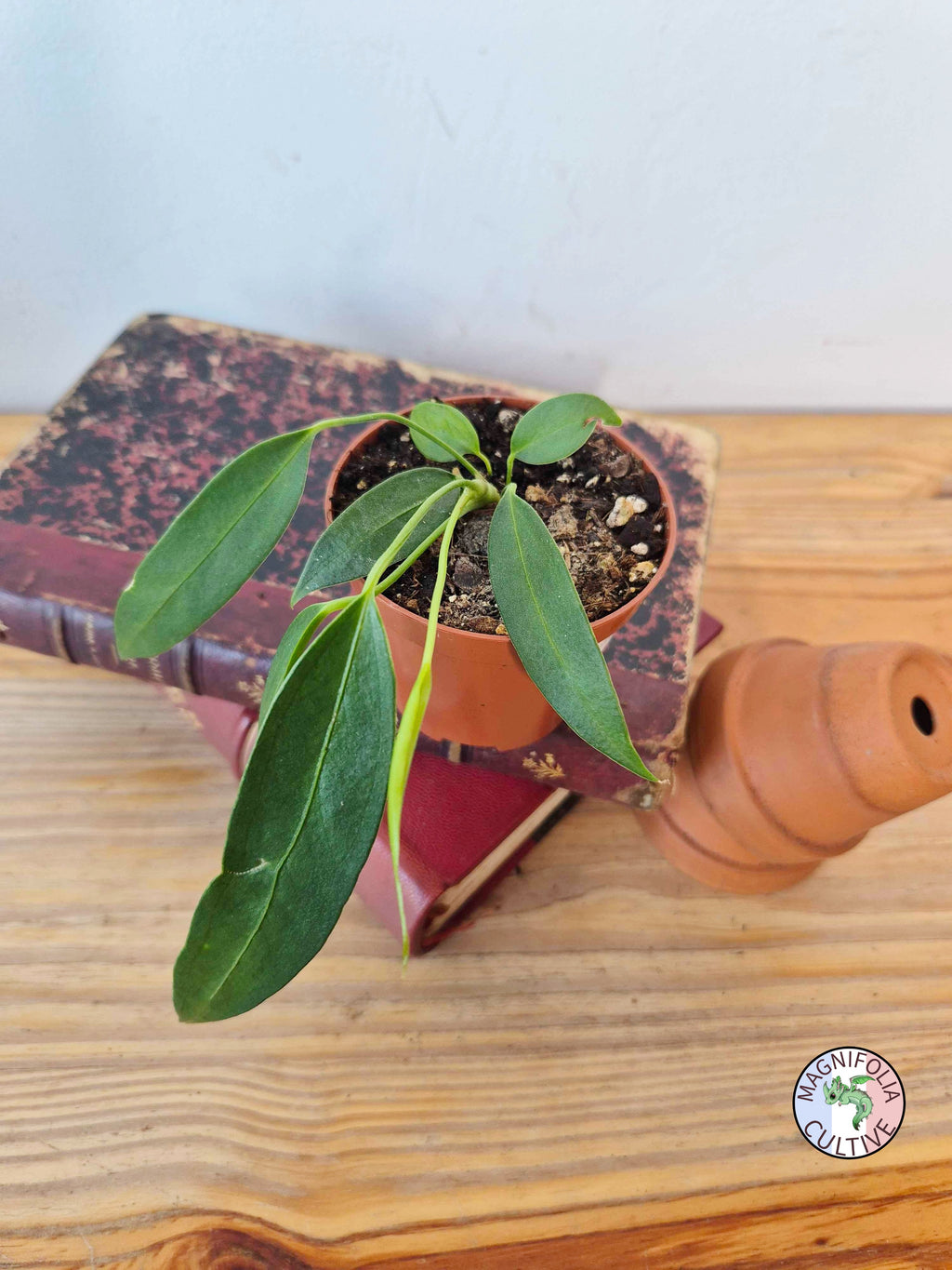 Anthurium wendlingeri