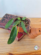 Anthurium wendlingeri