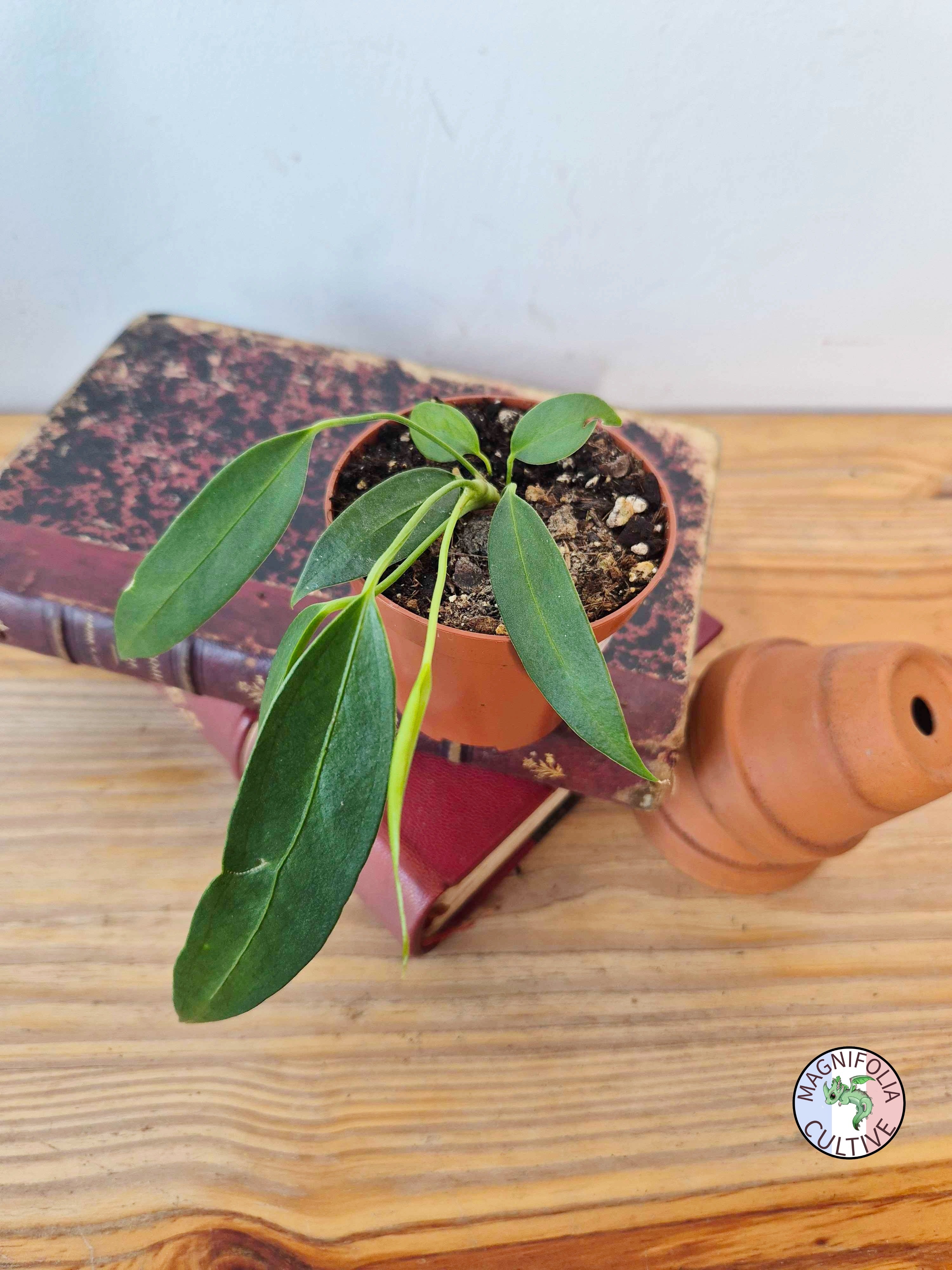 Anthurium wendlingeri