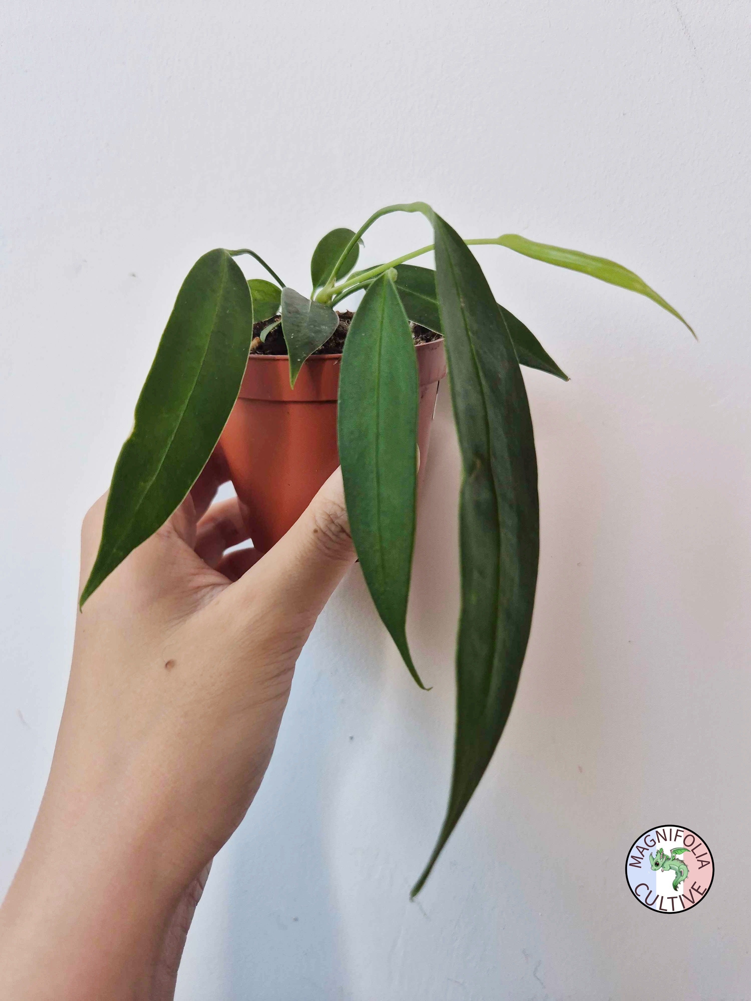 Anthurium wendlingeri