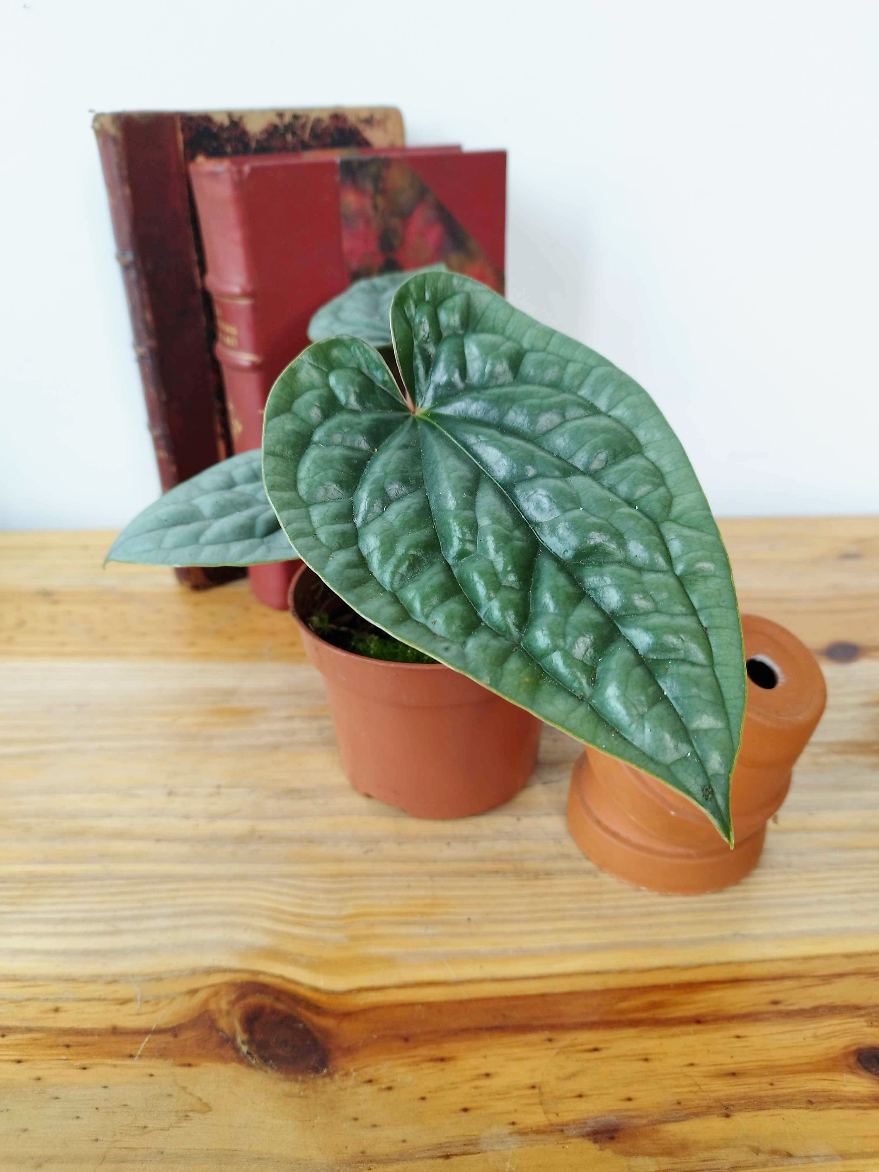 Anthurium luxurians