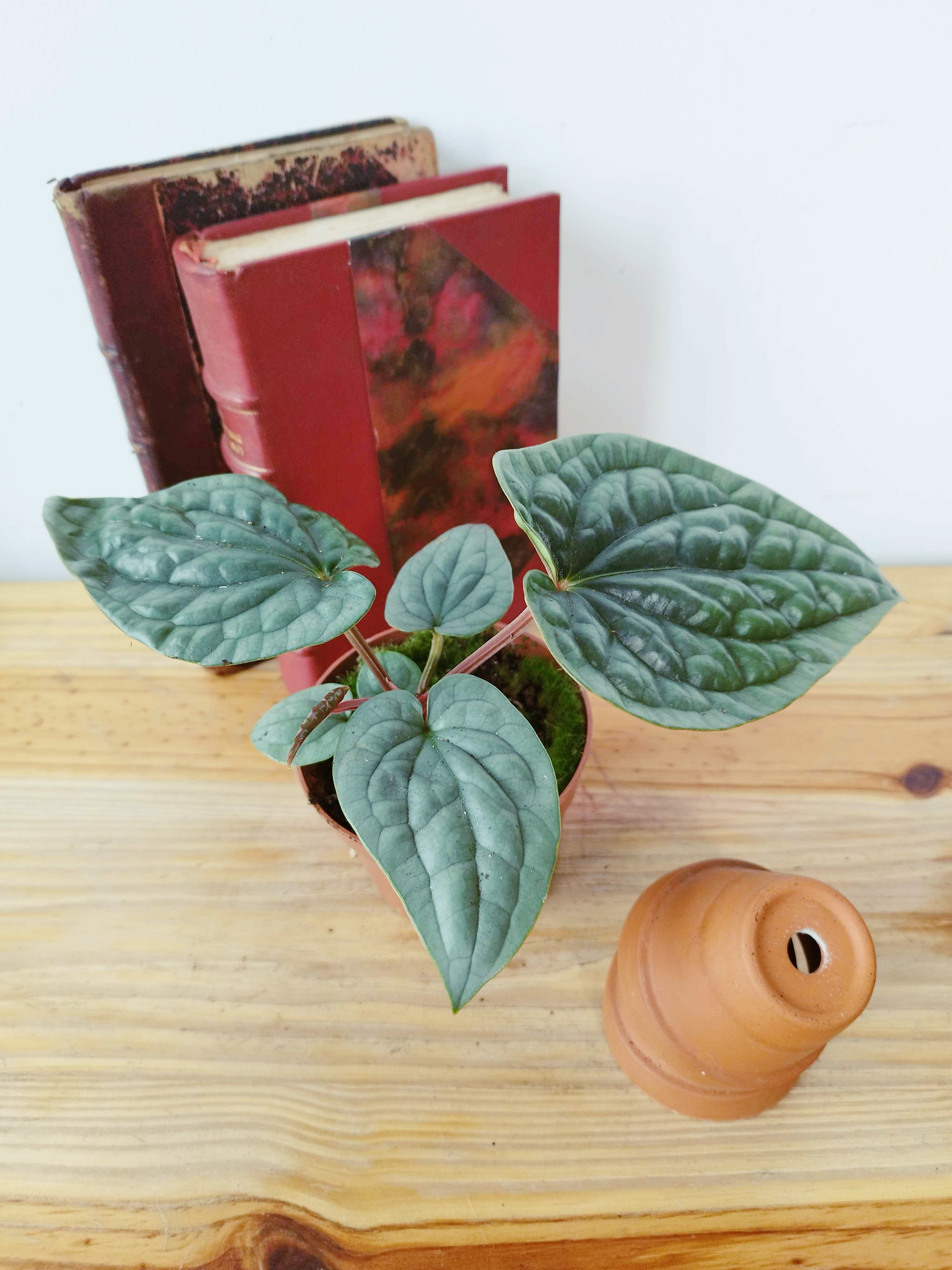 Anthurium luxurians