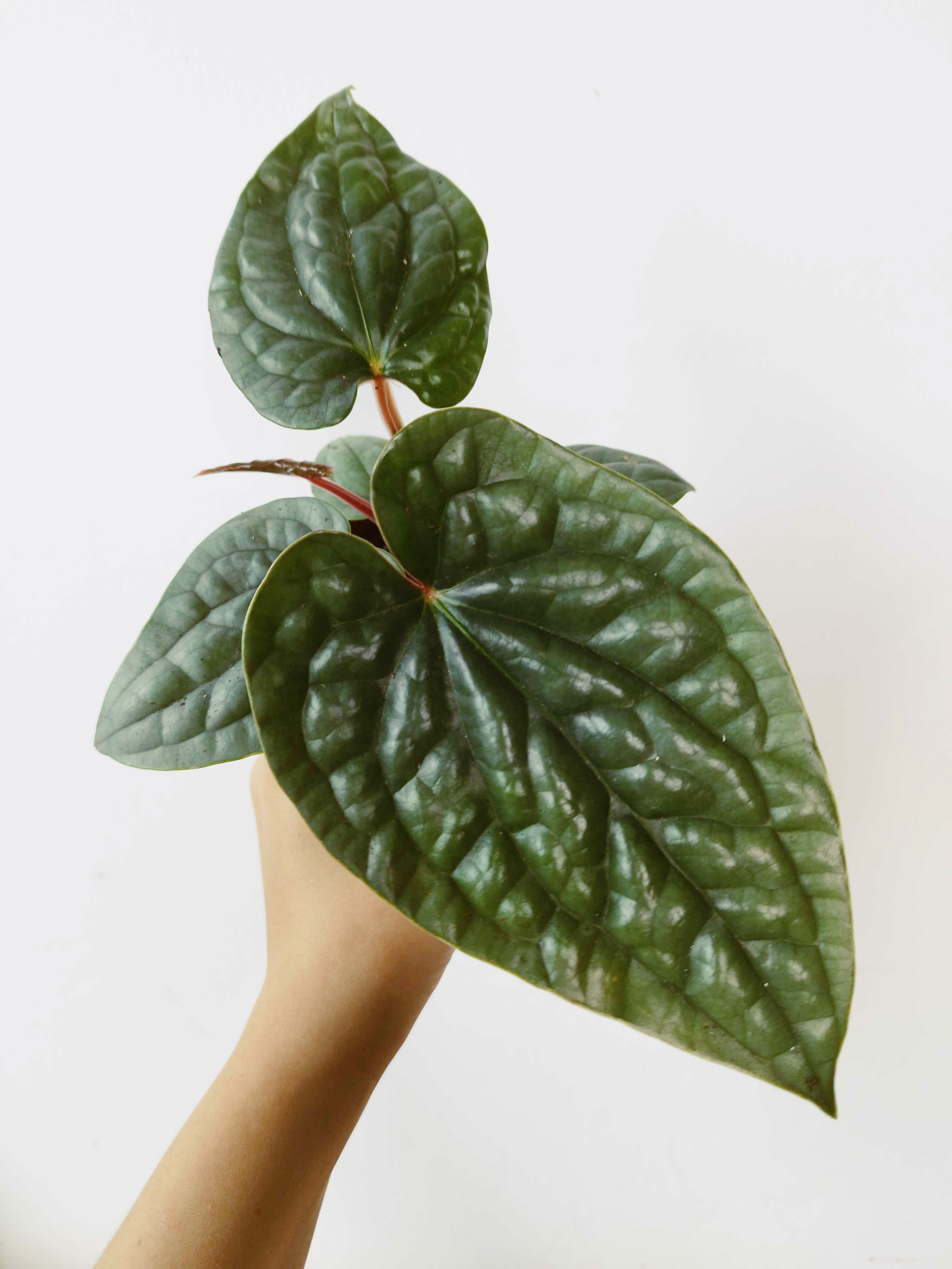 Anthurium luxurians