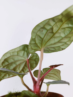 Anthurium luxurians